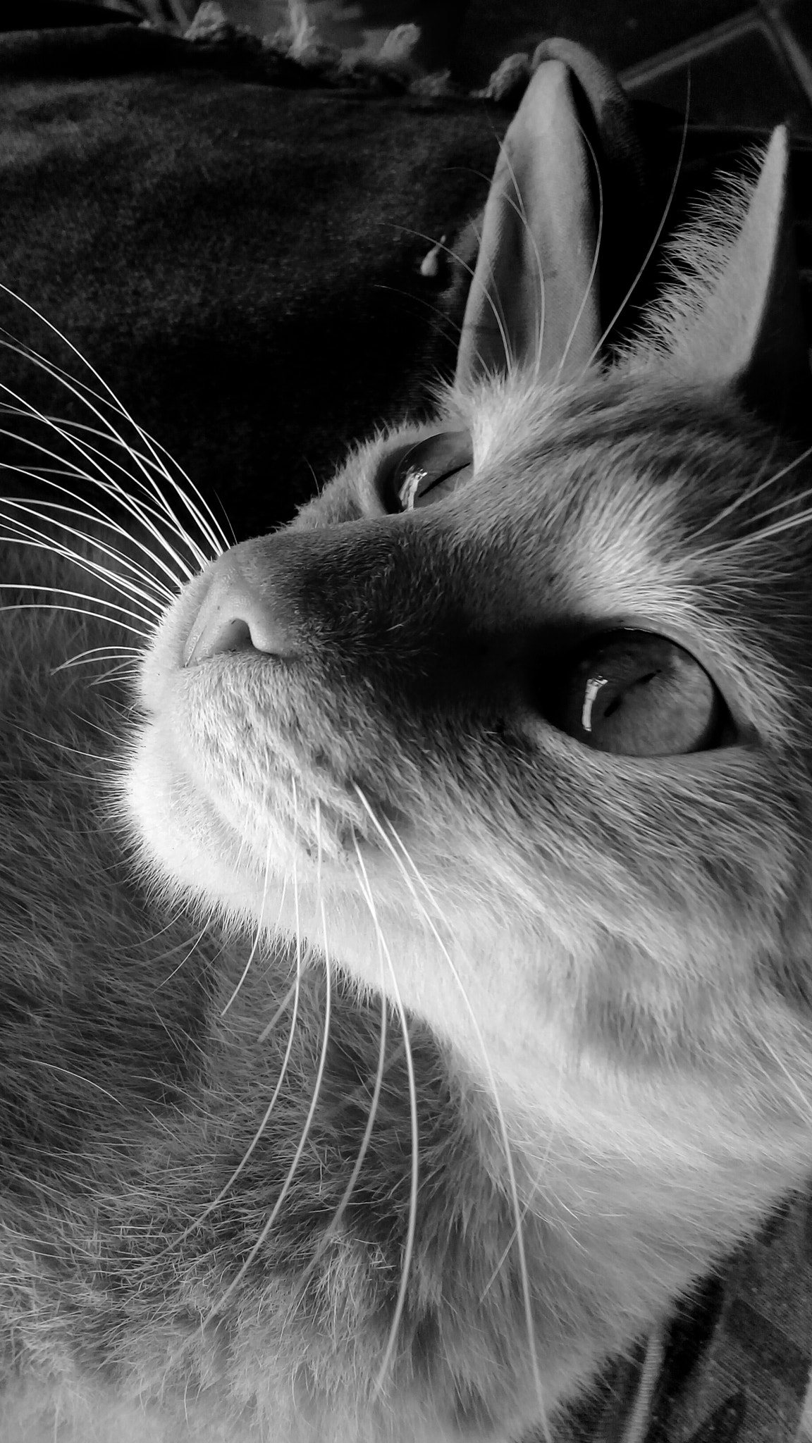 Samsung Galaxy J2 Prime sample photo. My cat photography