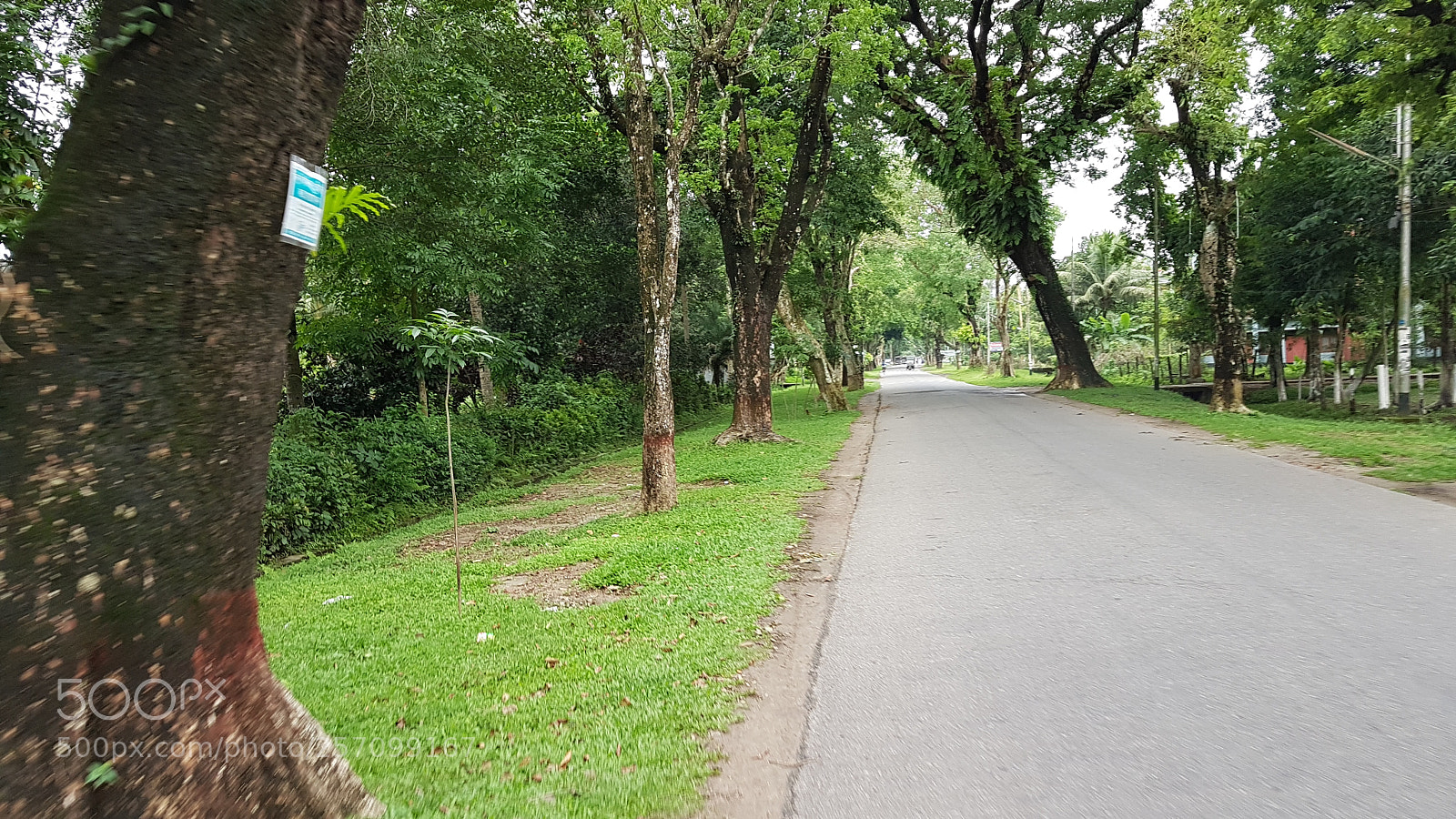 Samsung Galaxy S7 Edge sample photo. Green road photography
