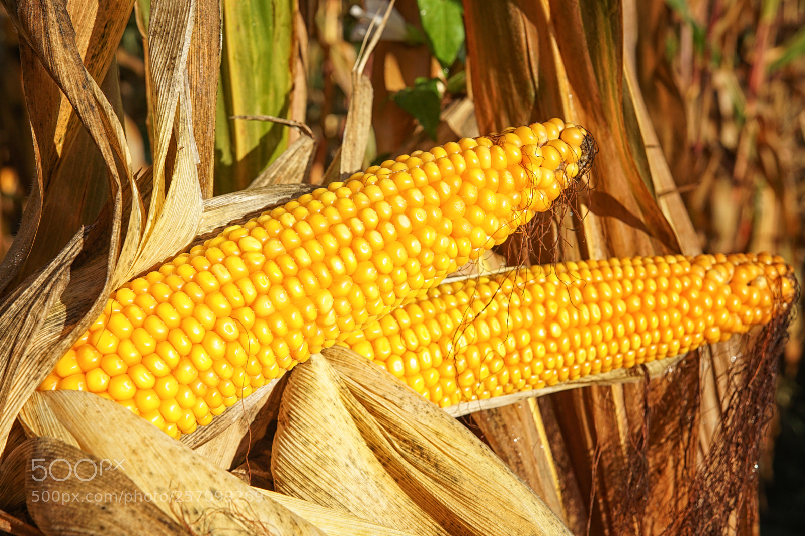 Sony ILCA-77M2 sample photo. Corncob, zea mays photography
