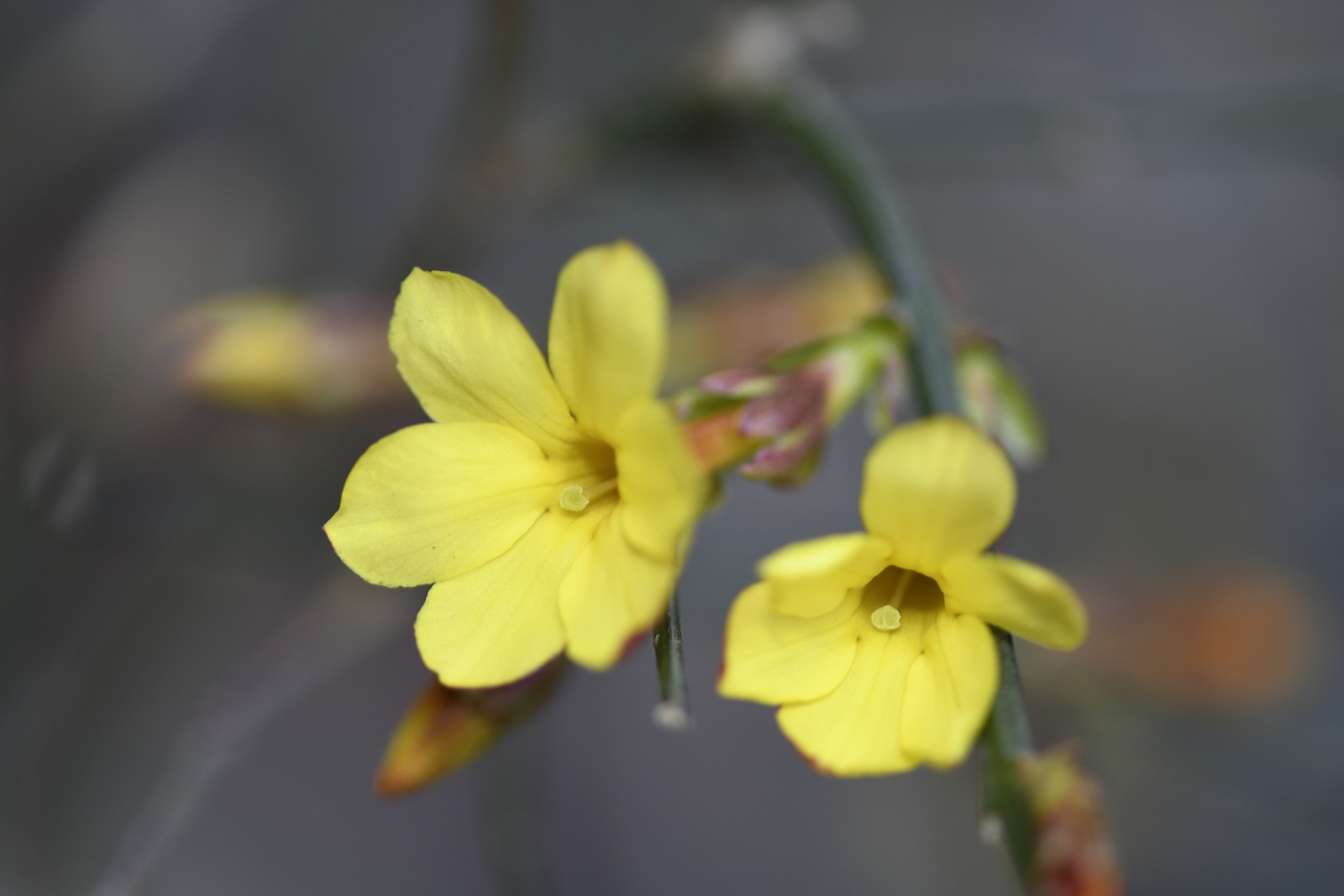 Nikon AF-S Micro-Nikkor 105mm F2.8G IF-ED VR sample photo. Golden jasmine photography