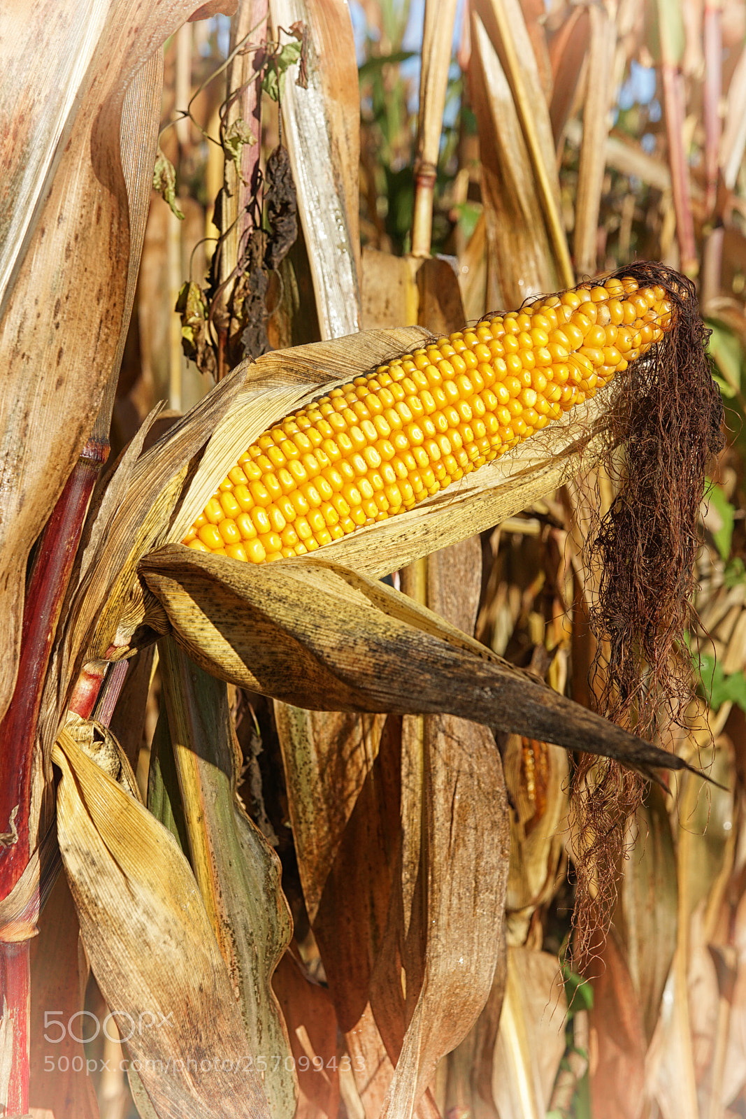 Sony ILCA-77M2 sample photo. Corncob, zea mays photography
