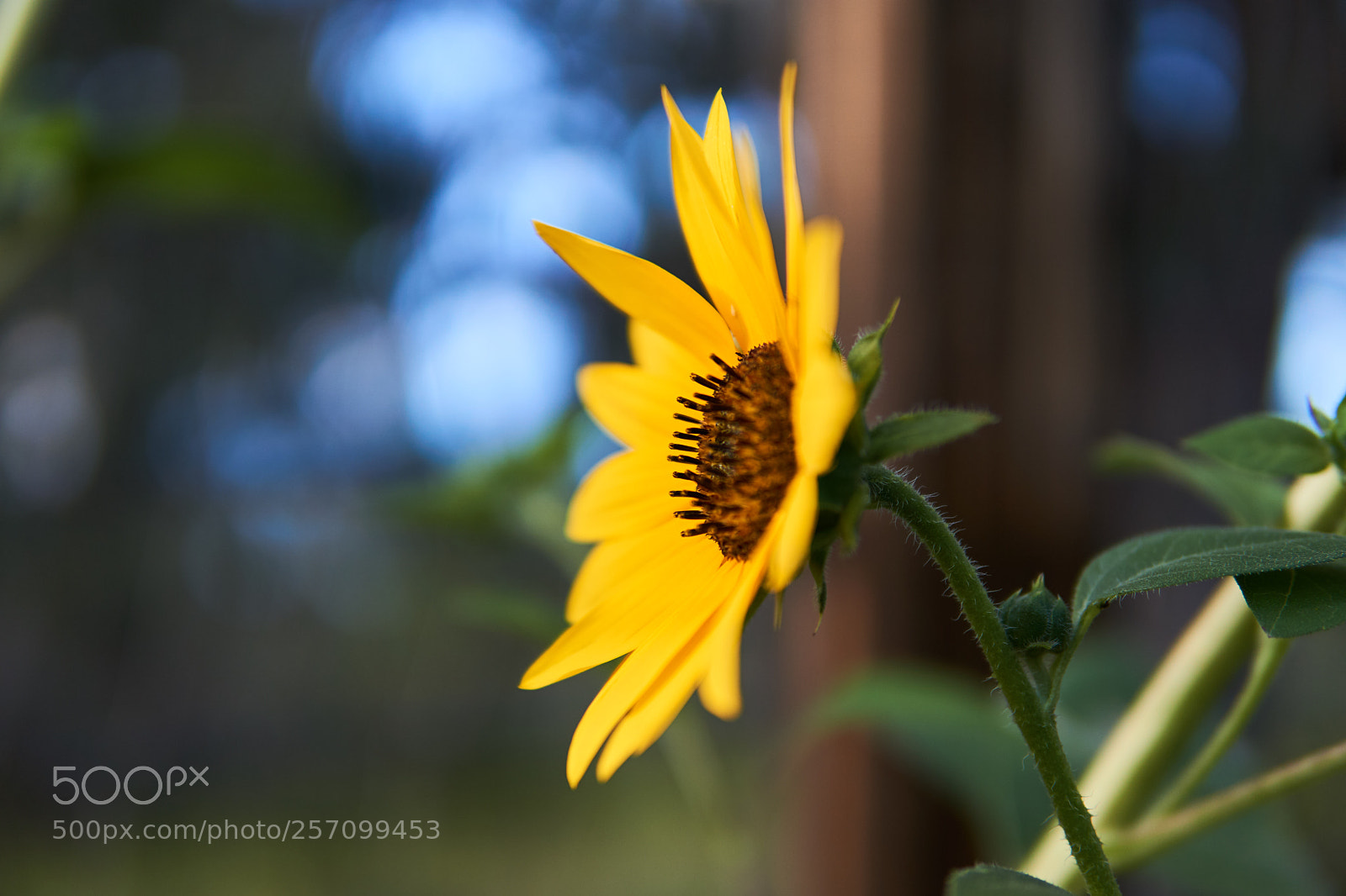 Sony a6000 sample photo. Untitled photography