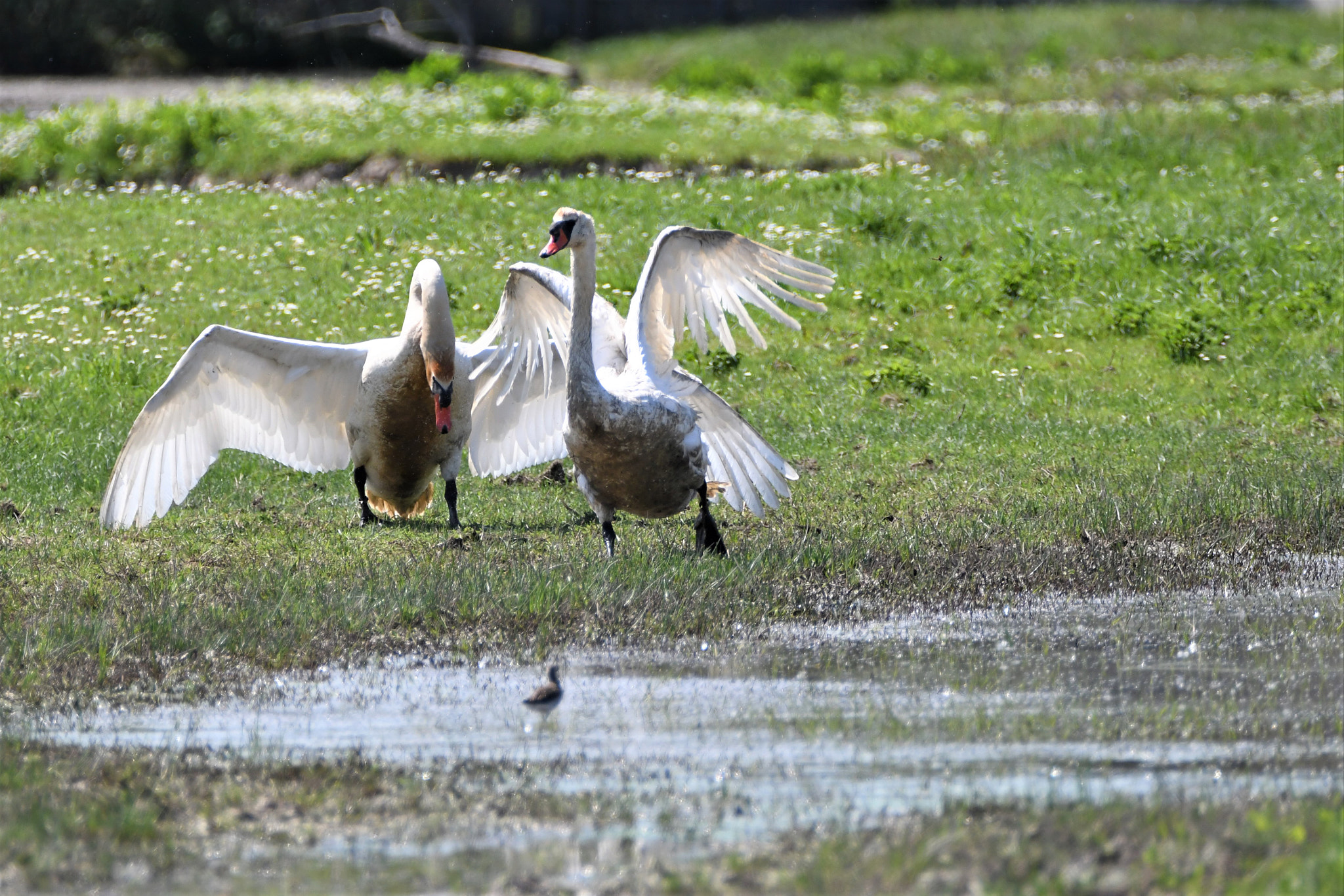 Nikon D7500 sample photo. Minuet photography