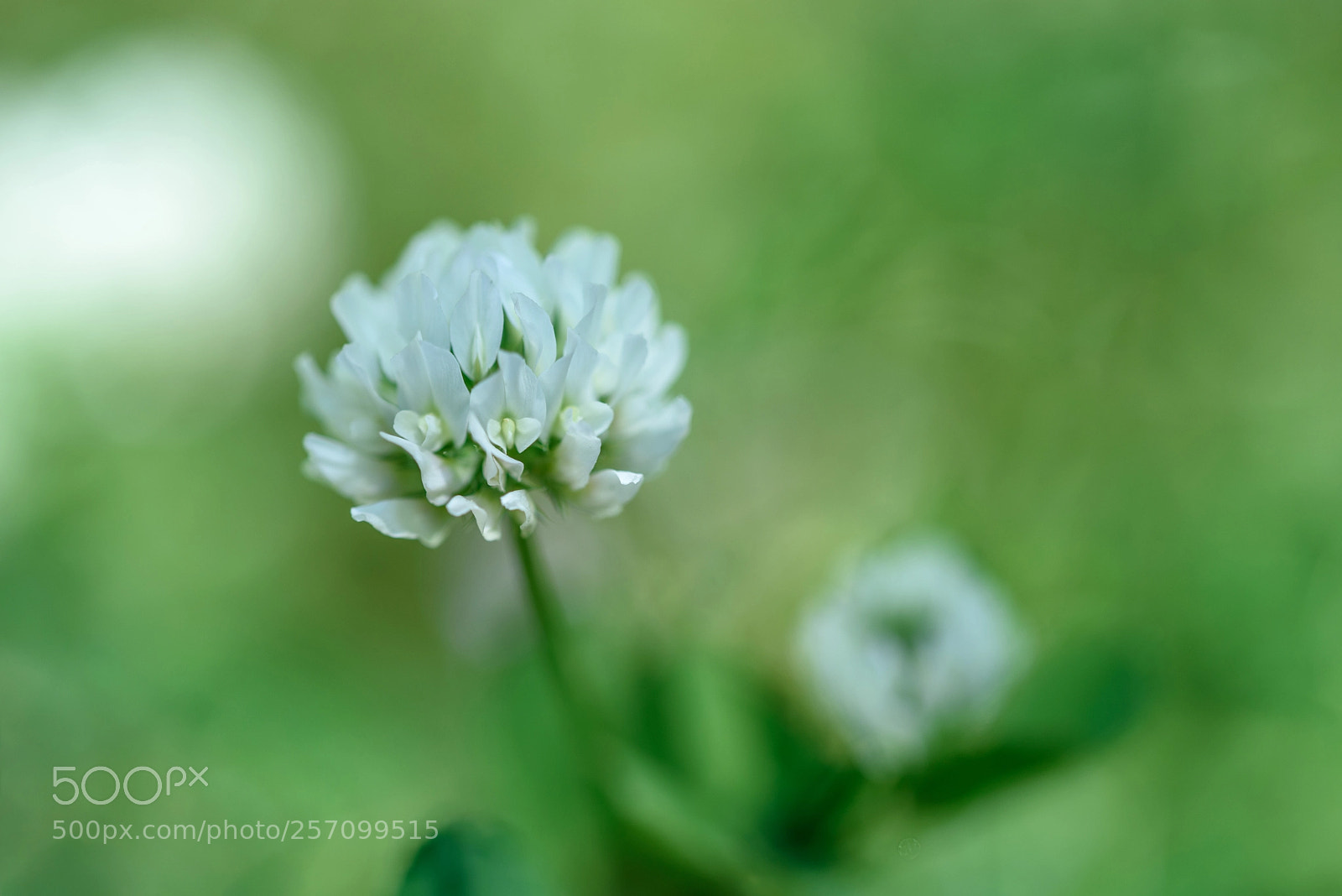 Nikon D750 sample photo. Soft photography
