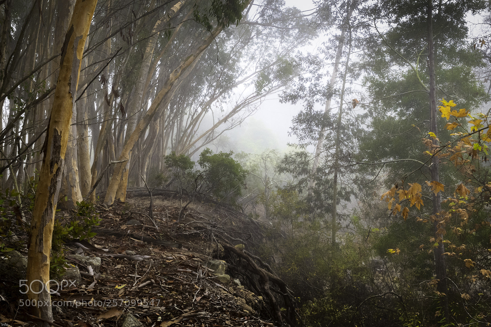 Leica SL (Typ 601) sample photo. Before the flood photography