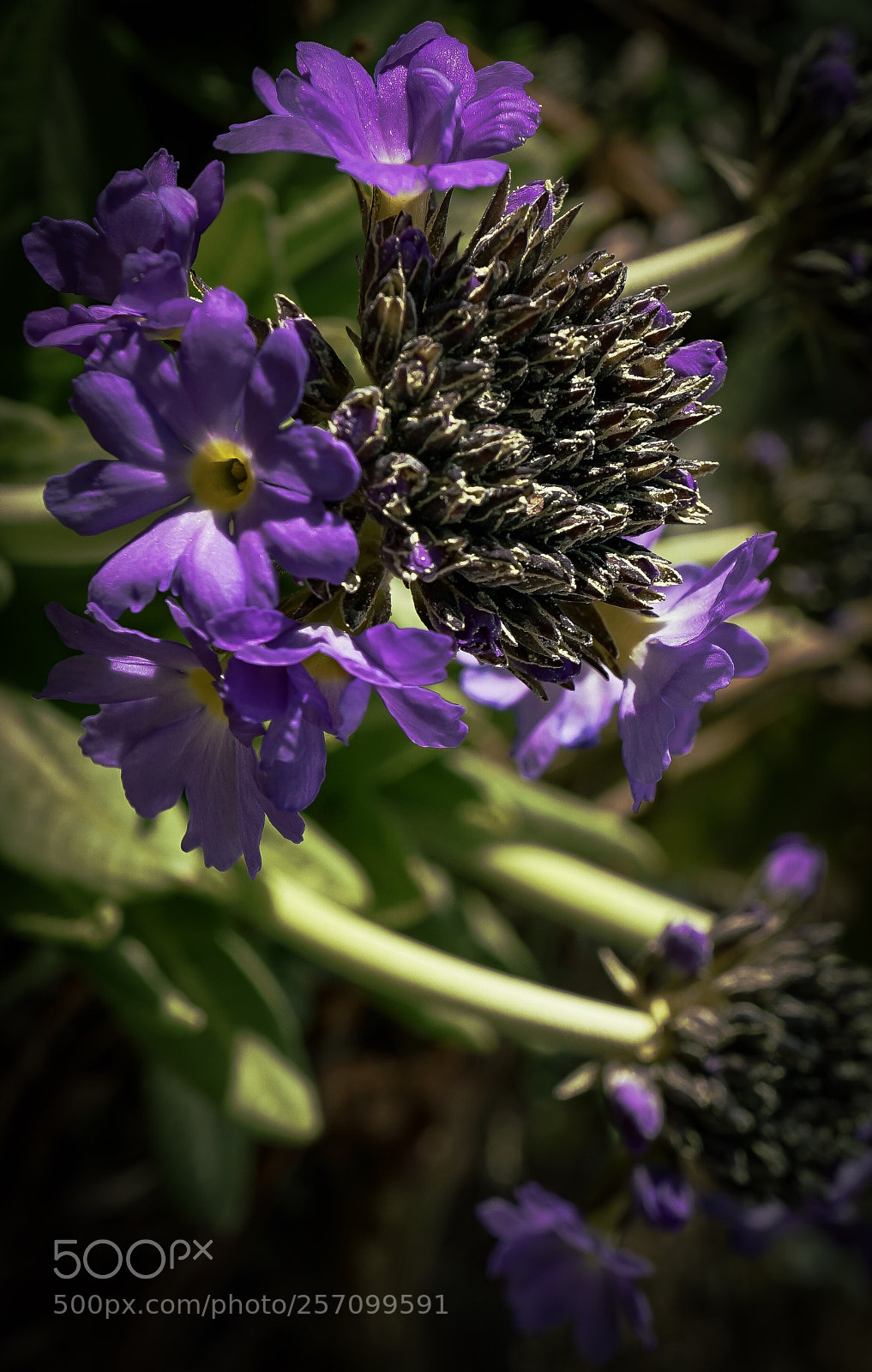 Sony a7 II sample photo. Spring in norway 3 photography