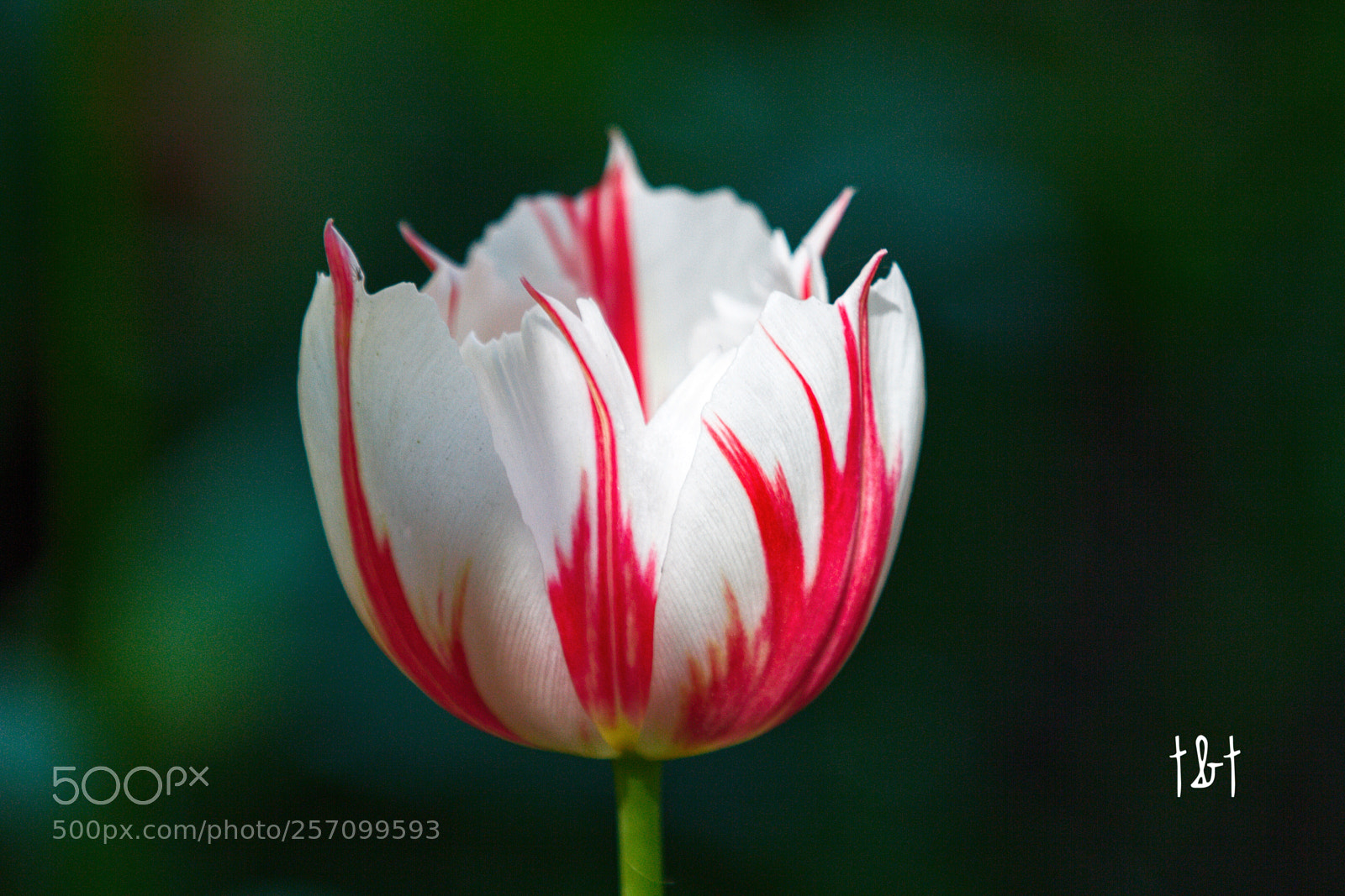 Canon EOS 7D sample photo. Untitled photography