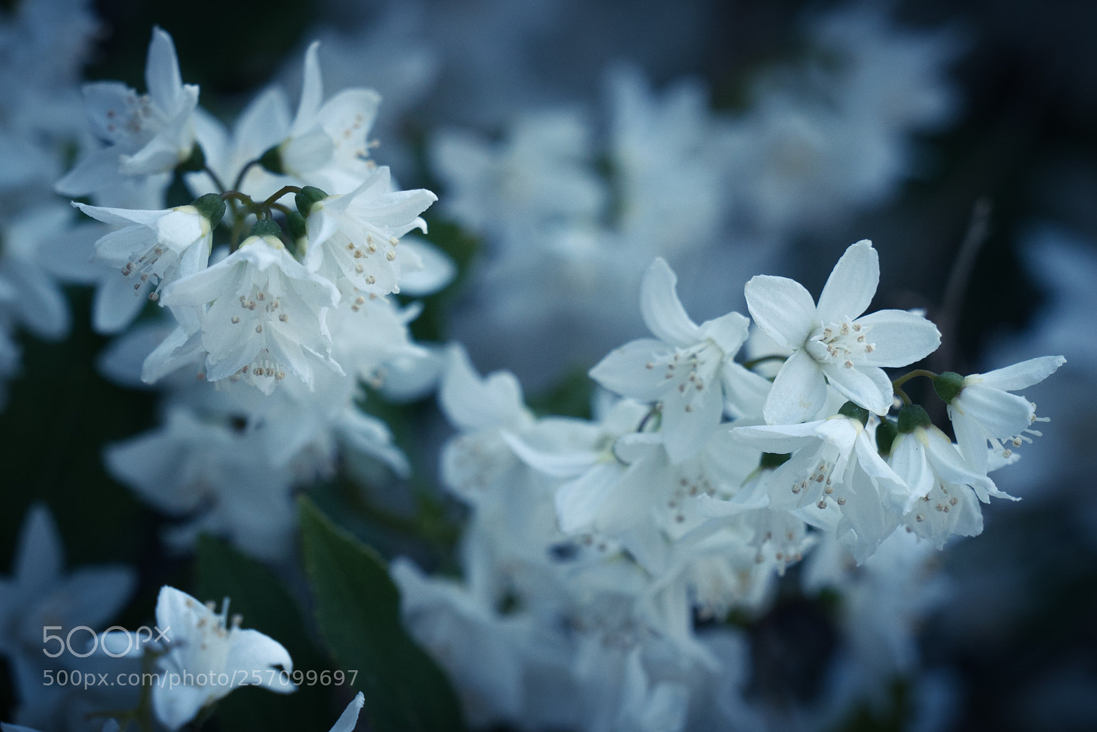 Sony a7 sample photo. Cold white flowers photography