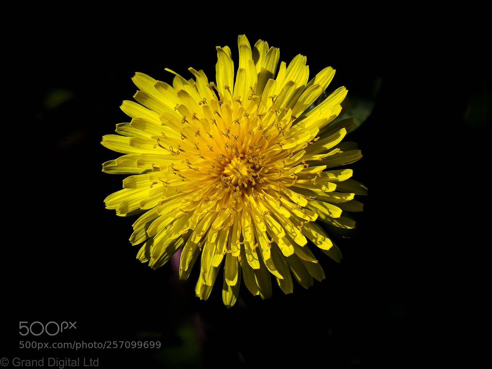 Olympus OM-D E-M1 Mark II sample photo. Dandelion flower photography