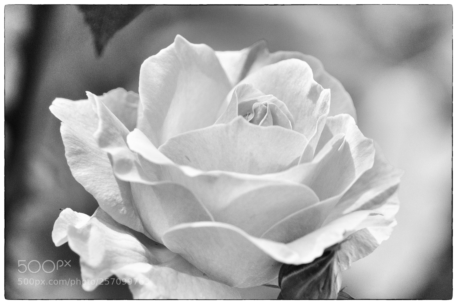 Sony a6000 sample photo. The queen photography