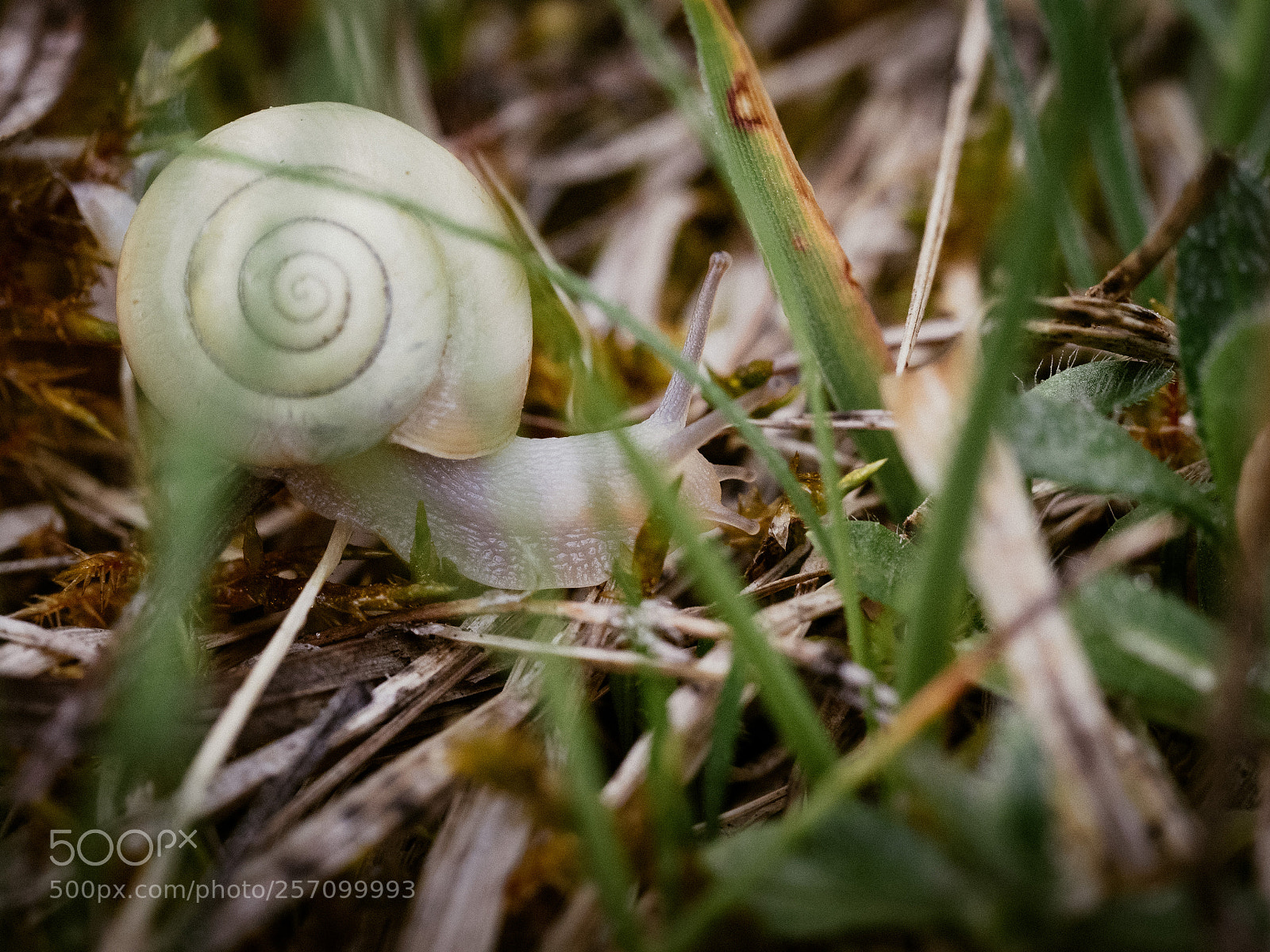 Olympus OM-D E-M1 sample photo. White snail photography
