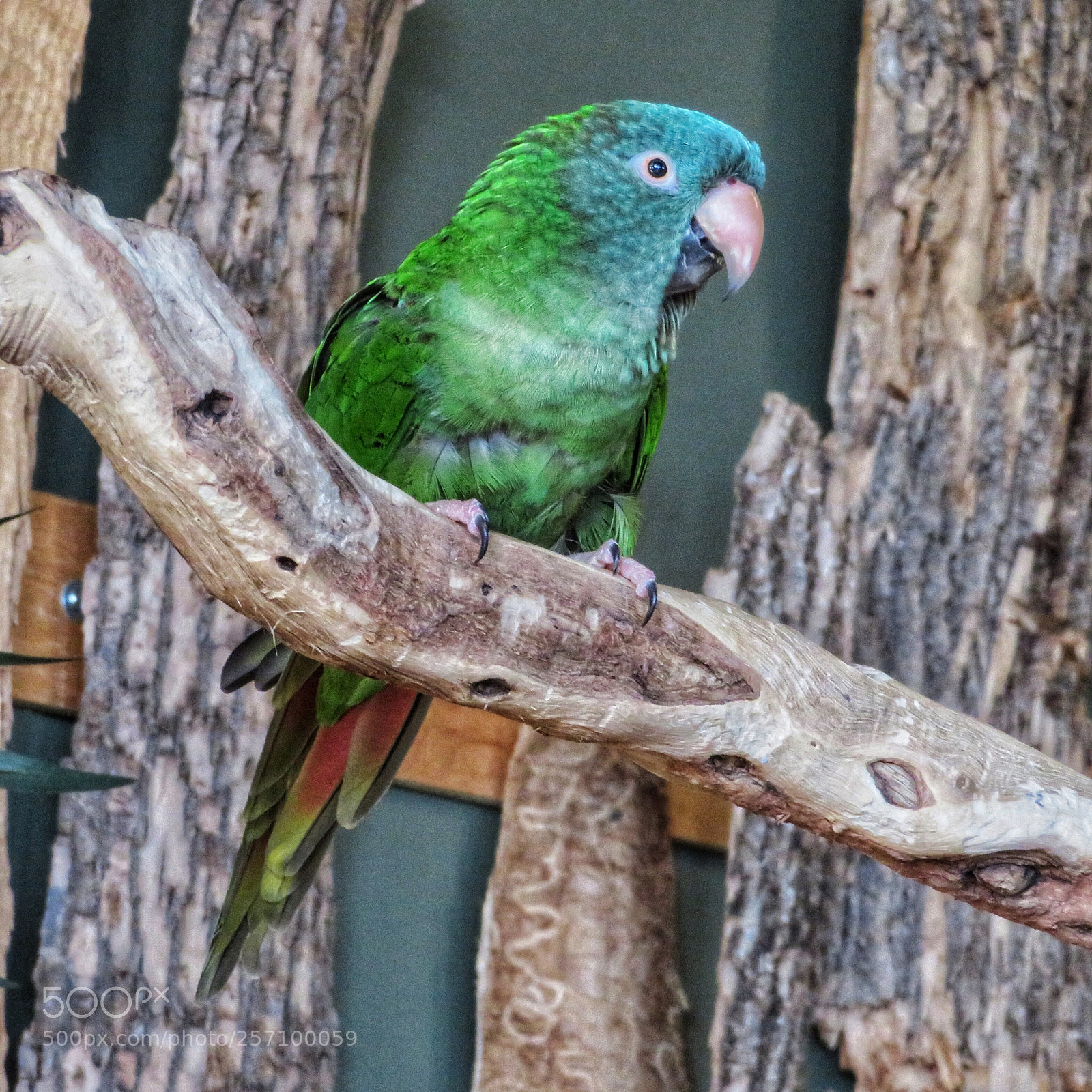 Canon PowerShot SX720 HS sample photo. Blue-crowned parakeet photography