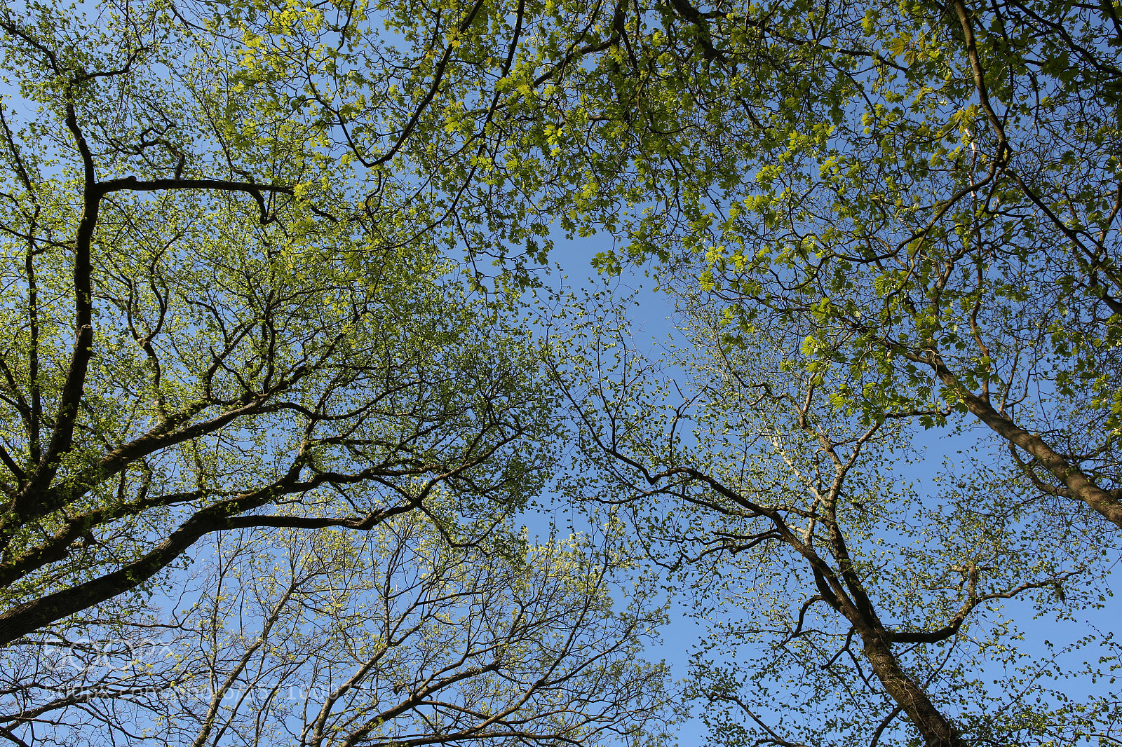 Canon EOS 6D sample photo. Spring in the air photography