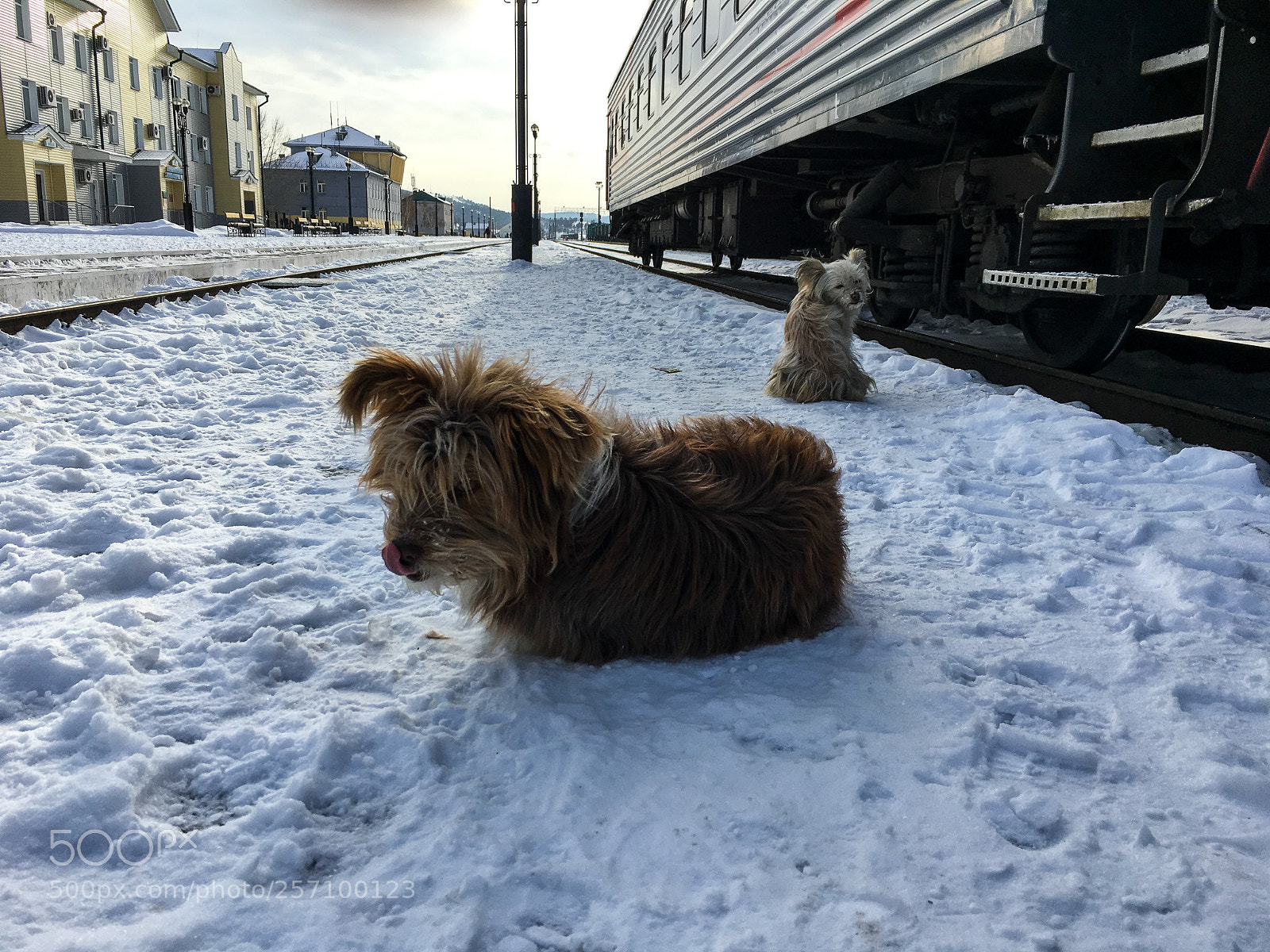 Apple iPhone 6s sample photo. Cold paws photography