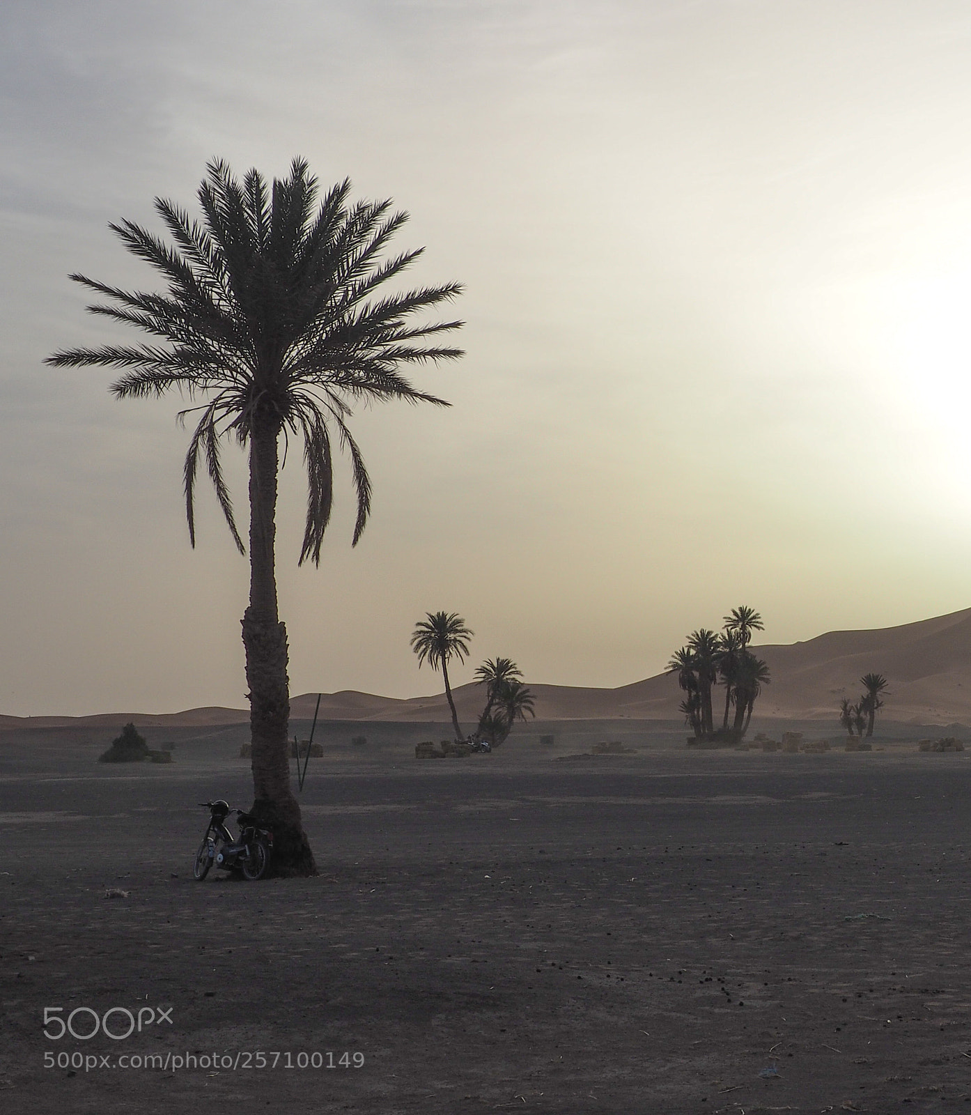 Olympus OM-D E-M5 II sample photo. Desert' morning photography