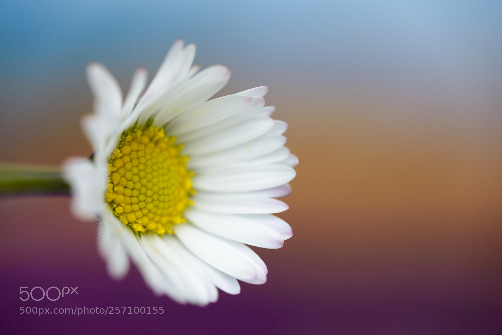 Nikon D610 sample photo. Daisy photography