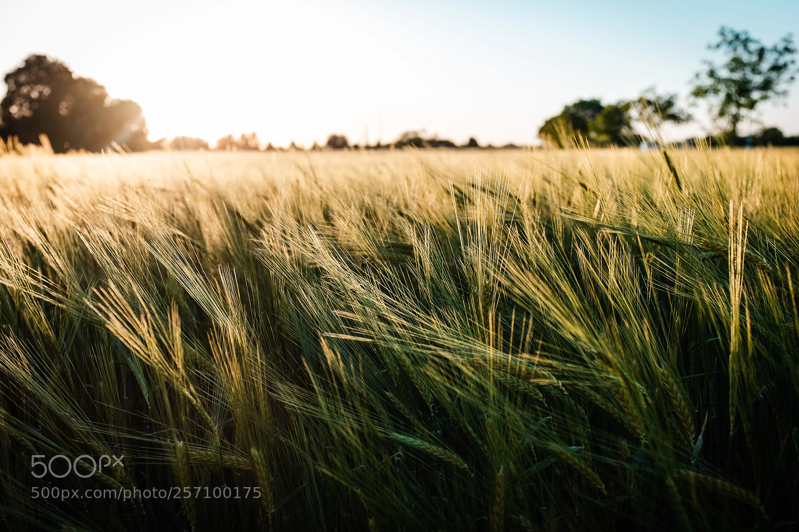 Fujifilm X100T sample photo. Grain photography