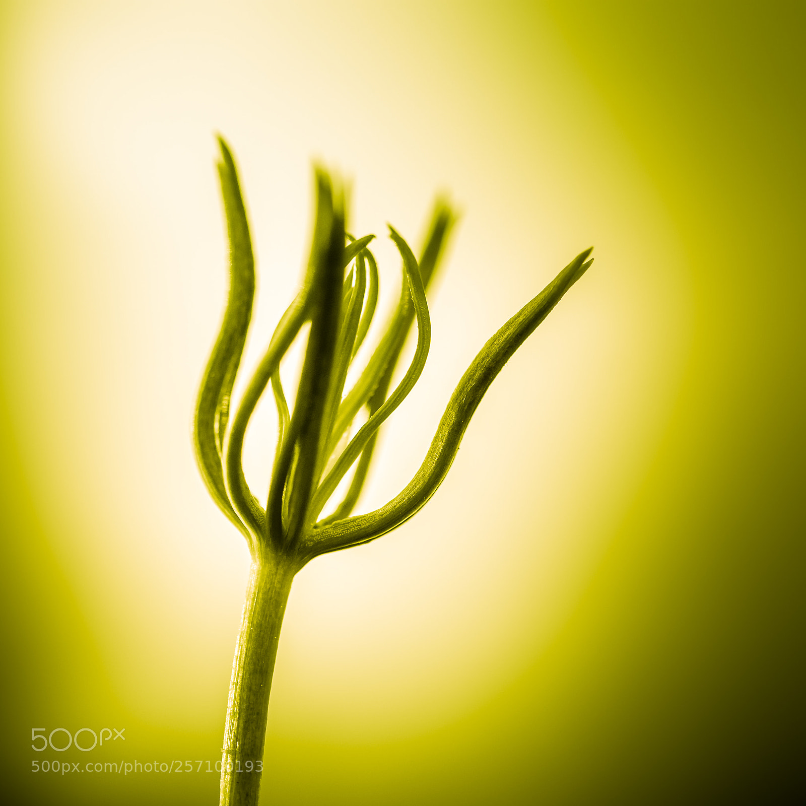 Nikon D7200 sample photo. Swiss pine seedling photography