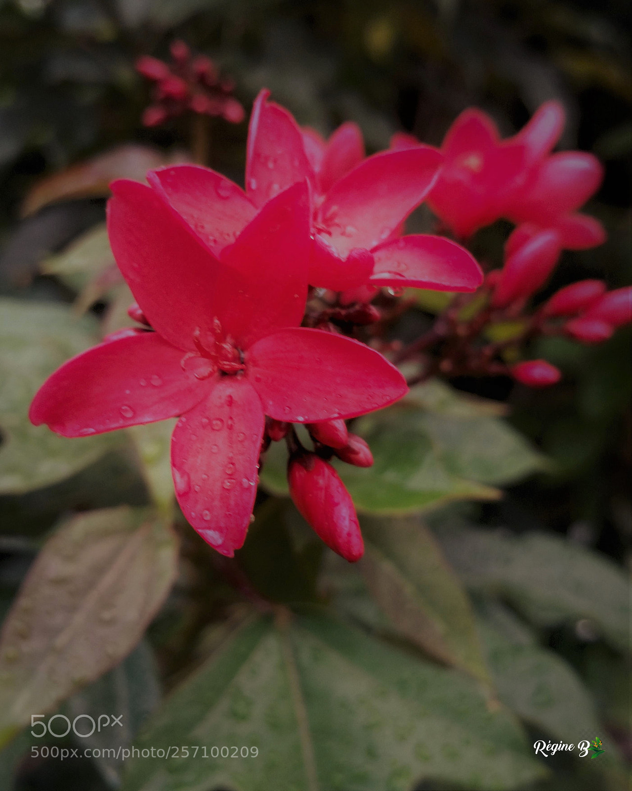 Samsung Galaxy Note4 sample photo. Fushia flower photography