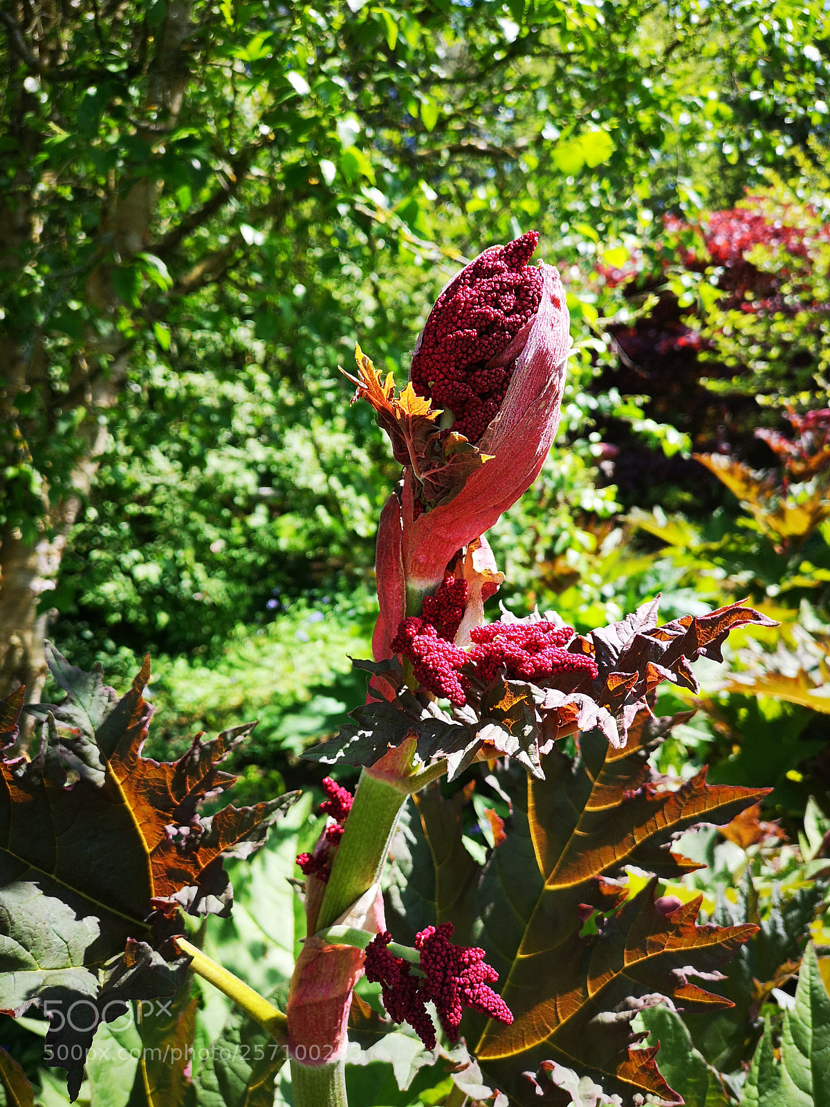 HUAWEI CLT-L29 sample photo. Red as rhubarb photography