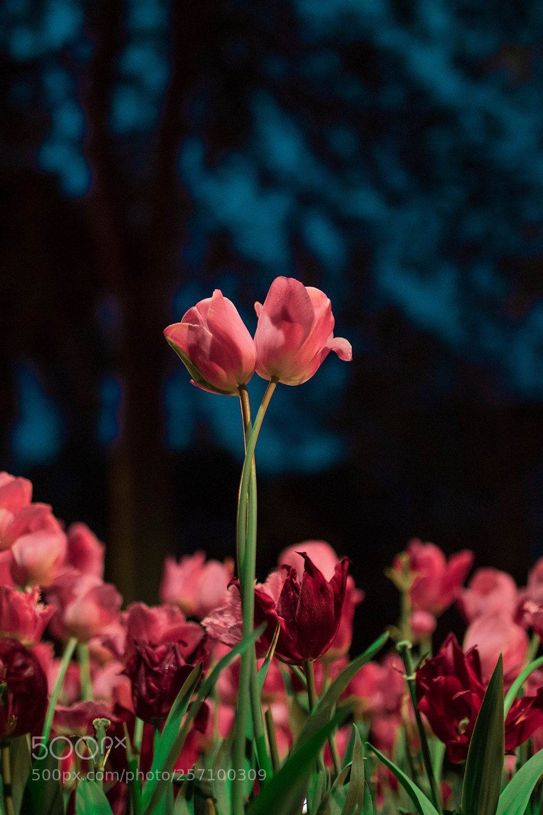 Canon EOS 80D sample photo. Lala aşkı photography