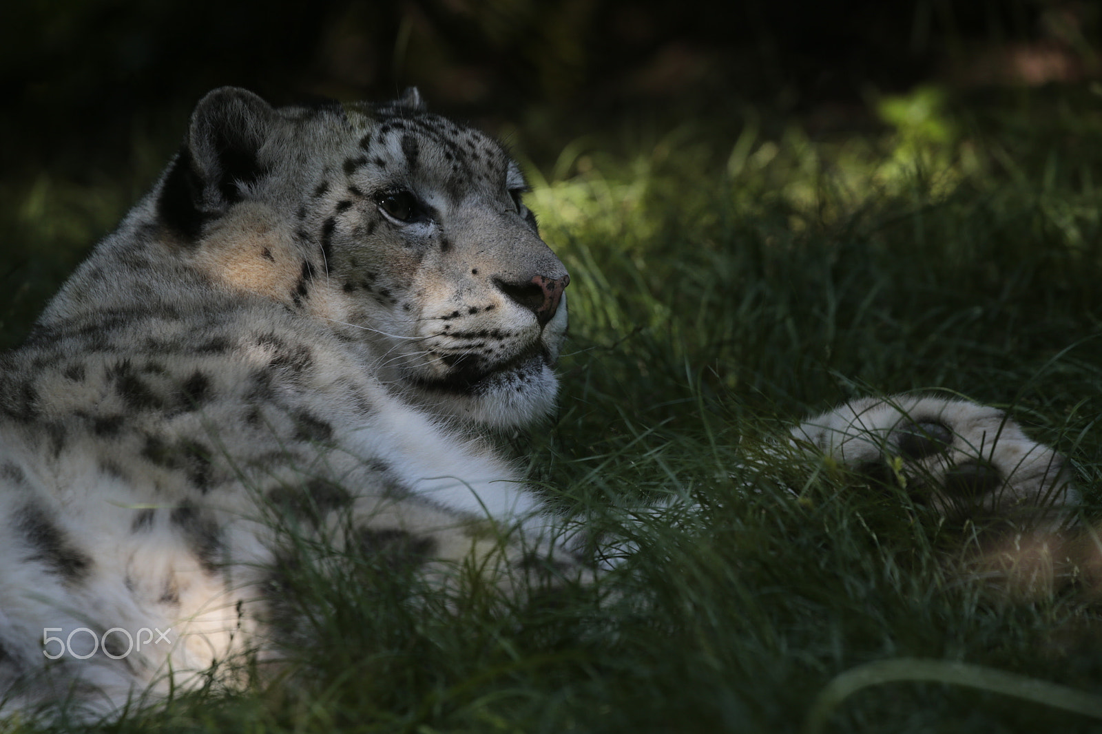Canon EOS-1D X sample photo. Snow leopard photography