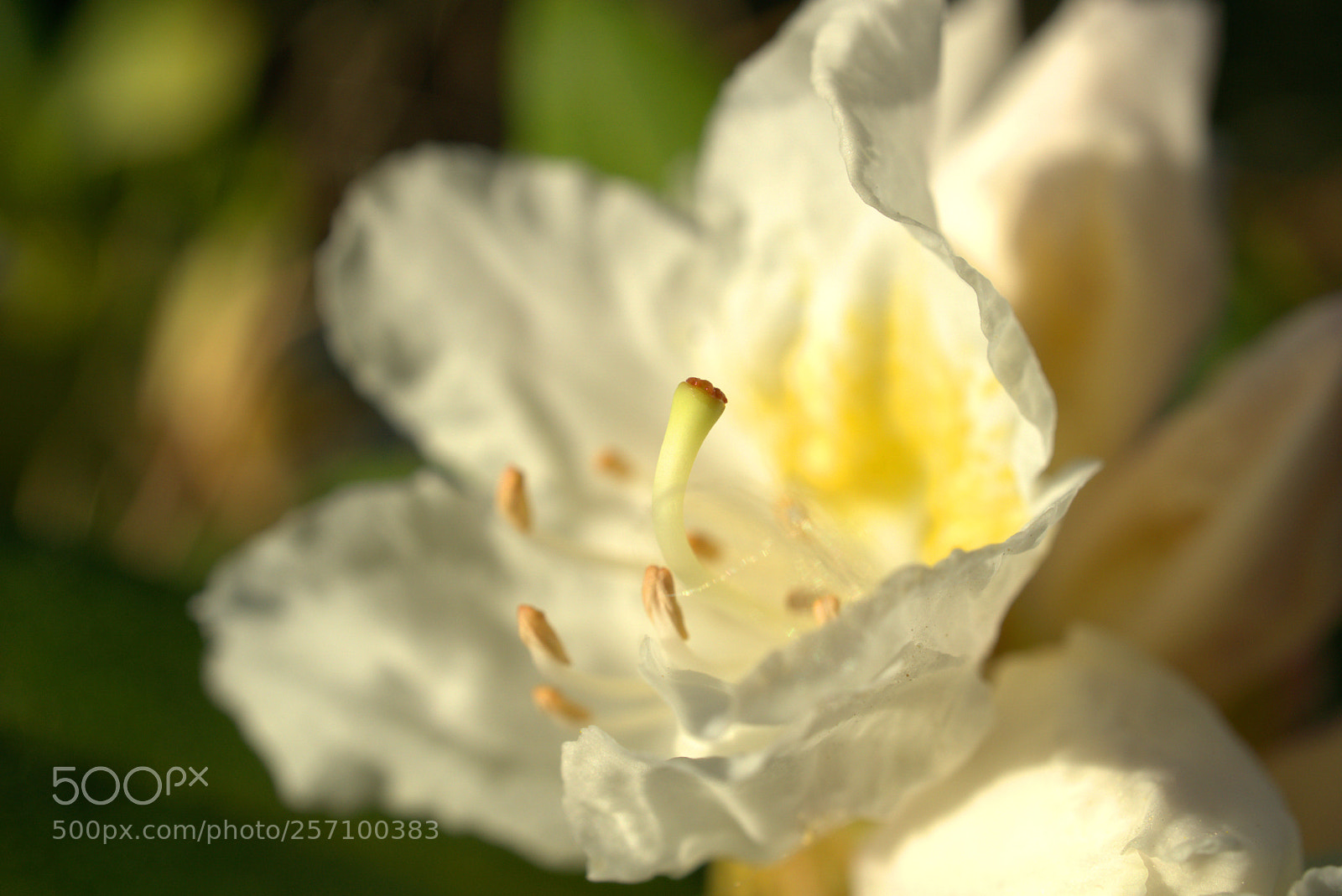 Sony a6000 sample photo. Flower in the light photography