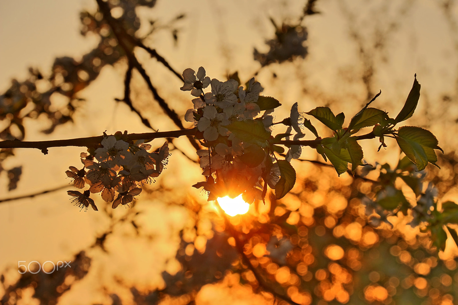 Canon EF-S 18-200mm F3.5-5.6 IS sample photo. Cherry sunrise photography