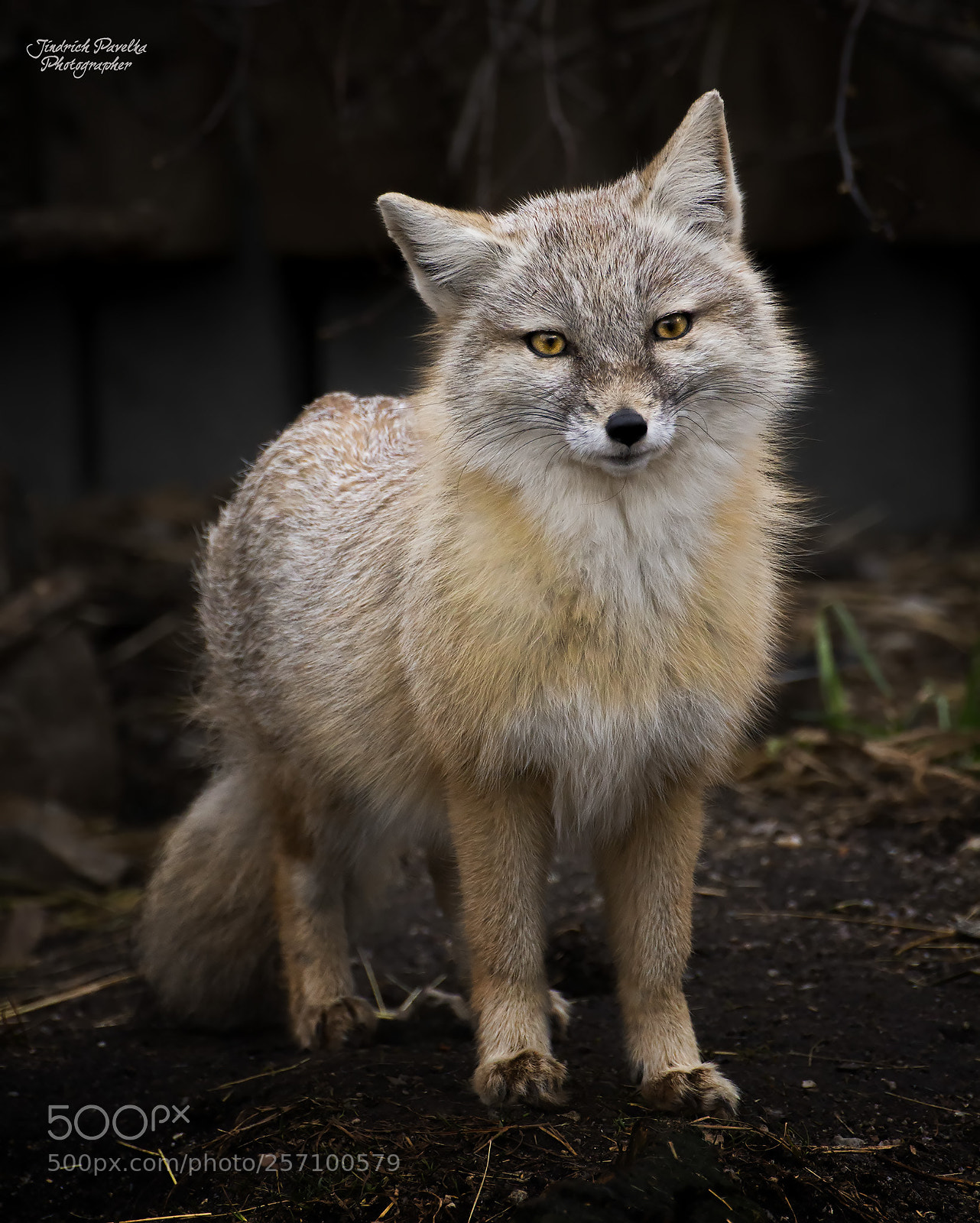 Canon EOS 100D (EOS Rebel SL1 / EOS Kiss X7) sample photo. Corsac fox / vulpes corsac photography