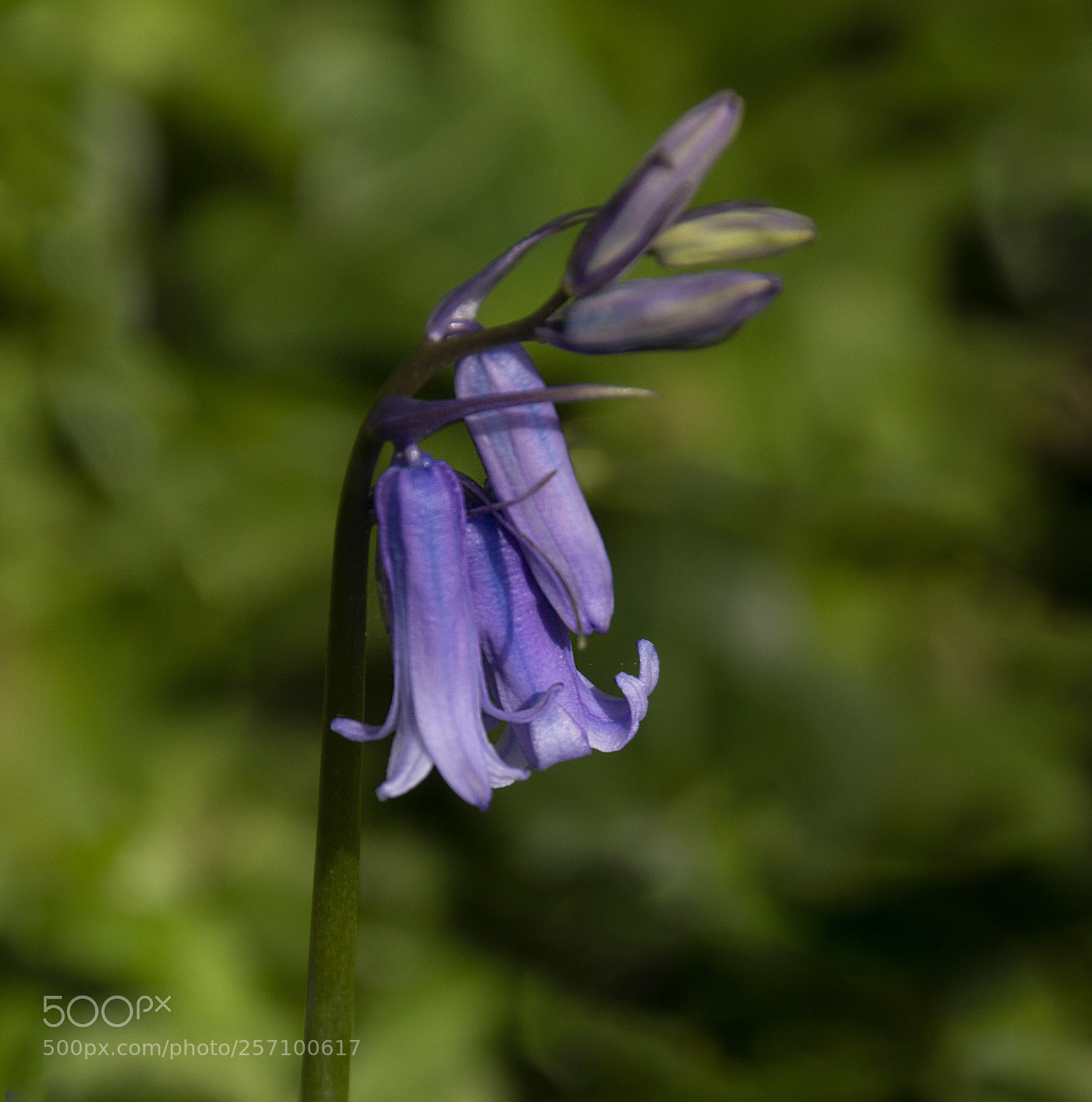 Nikon D7200 sample photo. A blue bell photography