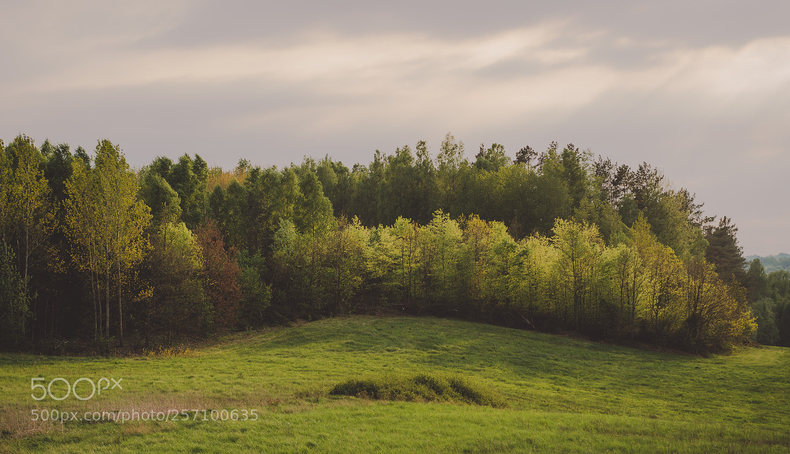 Nikon D7000 sample photo. Light & trees photography