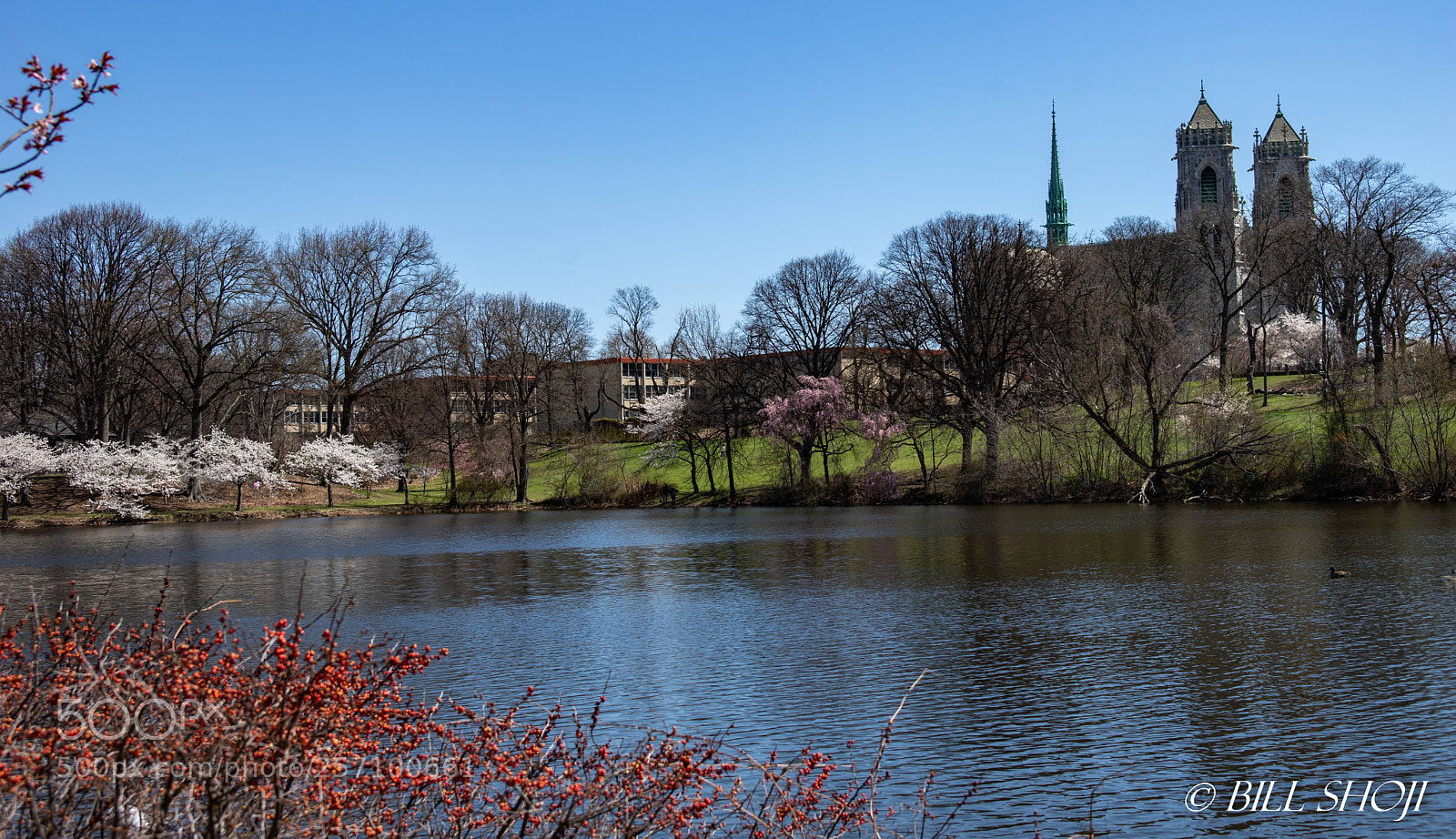 Sony SLT-A99V sample photo. Cherry blossoms and the photography