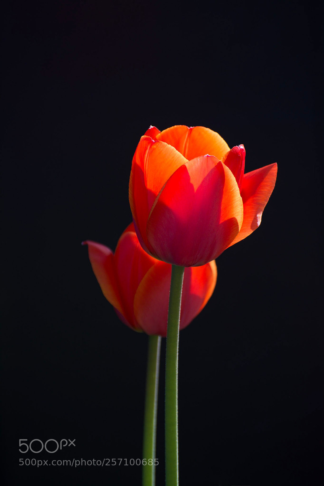 Nikon D7100 sample photo. Tulips photography