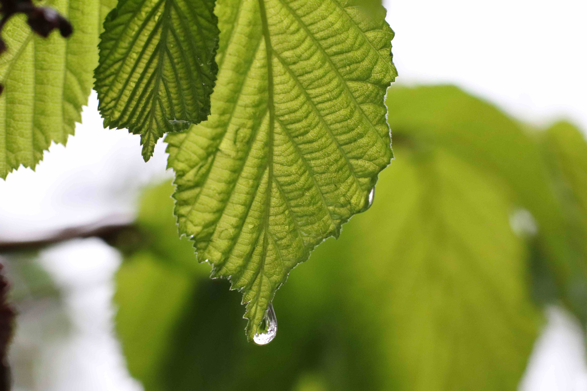 Canon EOS 200D (EOS Rebel SL2 / EOS Kiss X9) sample photo. Beaked hazelnut water droplet photography