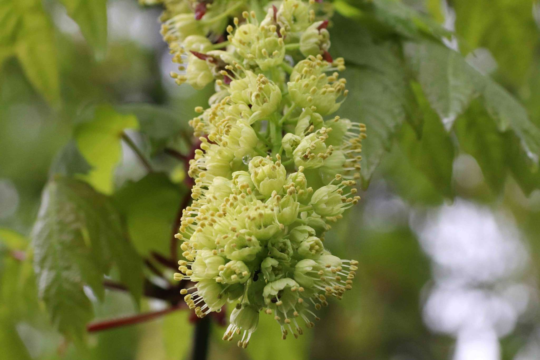 Canon EOS 200D (EOS Rebel SL2 / EOS Kiss X9) sample photo. Big leaf maple flower raceme photography