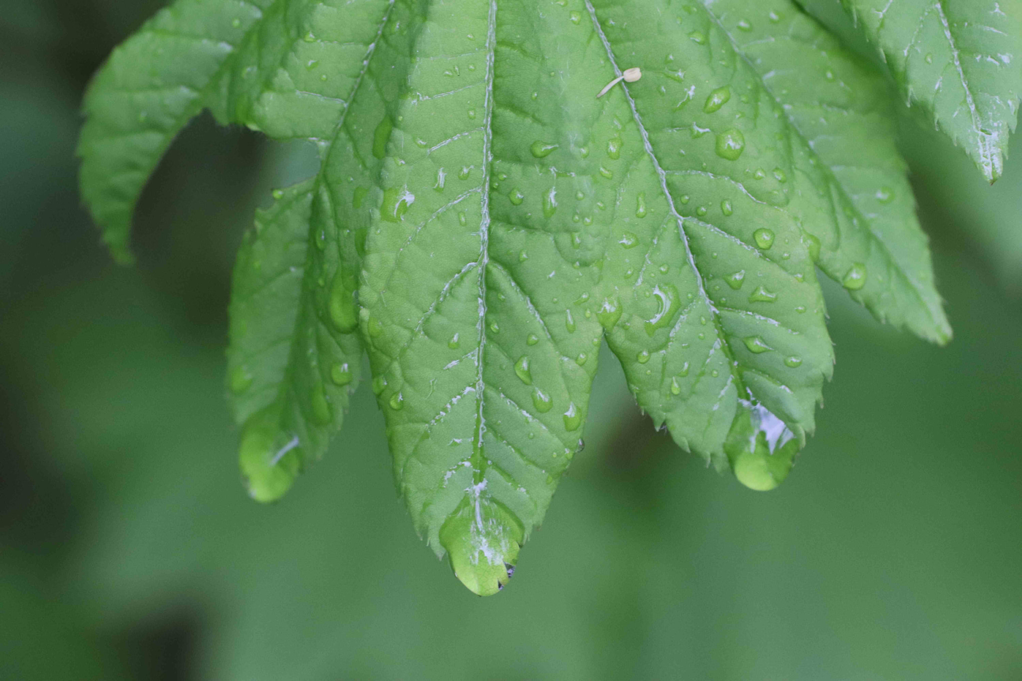 Tamron SP AF 90mm F2.8 Di Macro sample photo. Crying vine maple photography