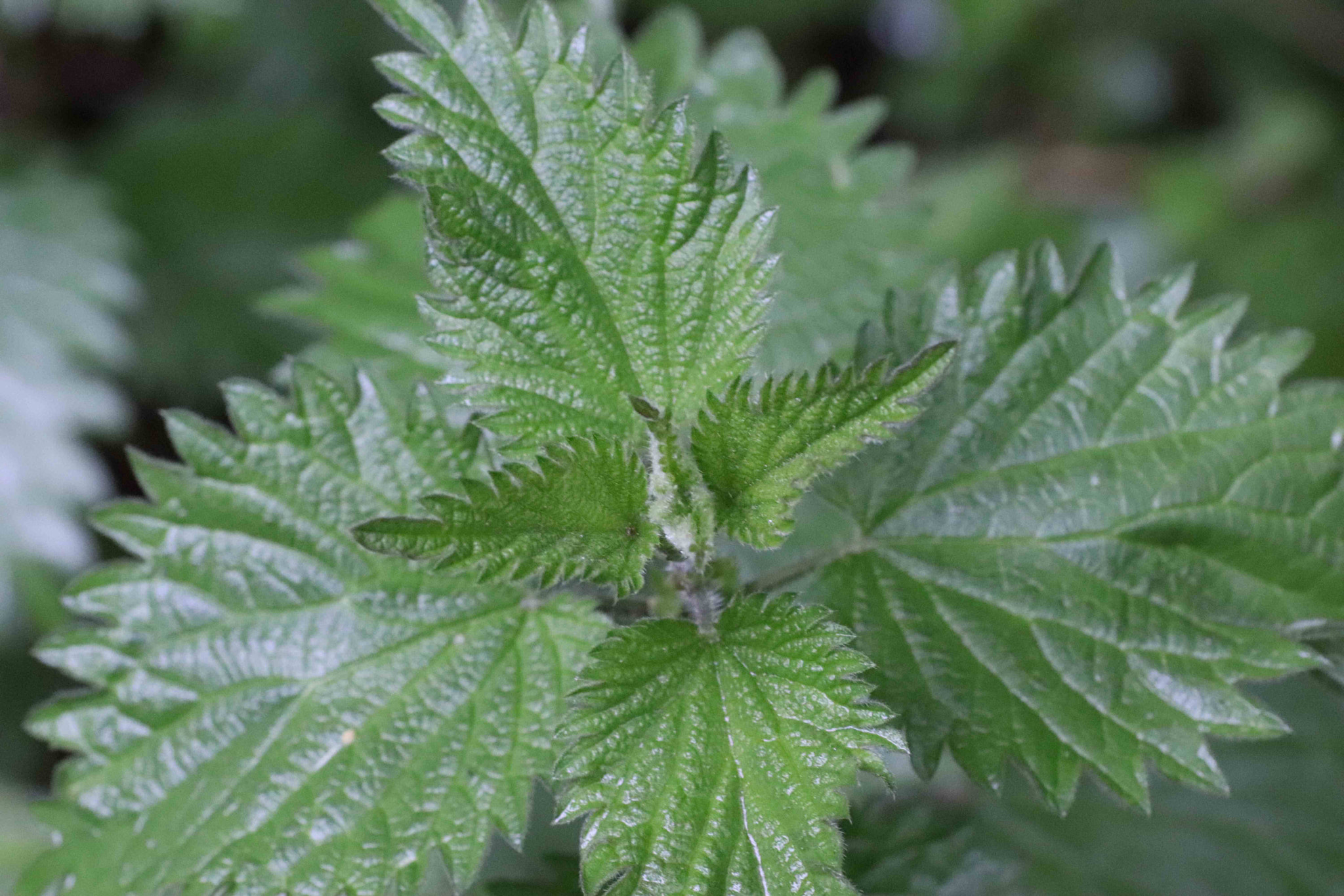 Canon EOS 200D (EOS Rebel SL2 / EOS Kiss X9) + Tamron SP AF 90mm F2.8 Di Macro sample photo. Fresh stinging nettle photography