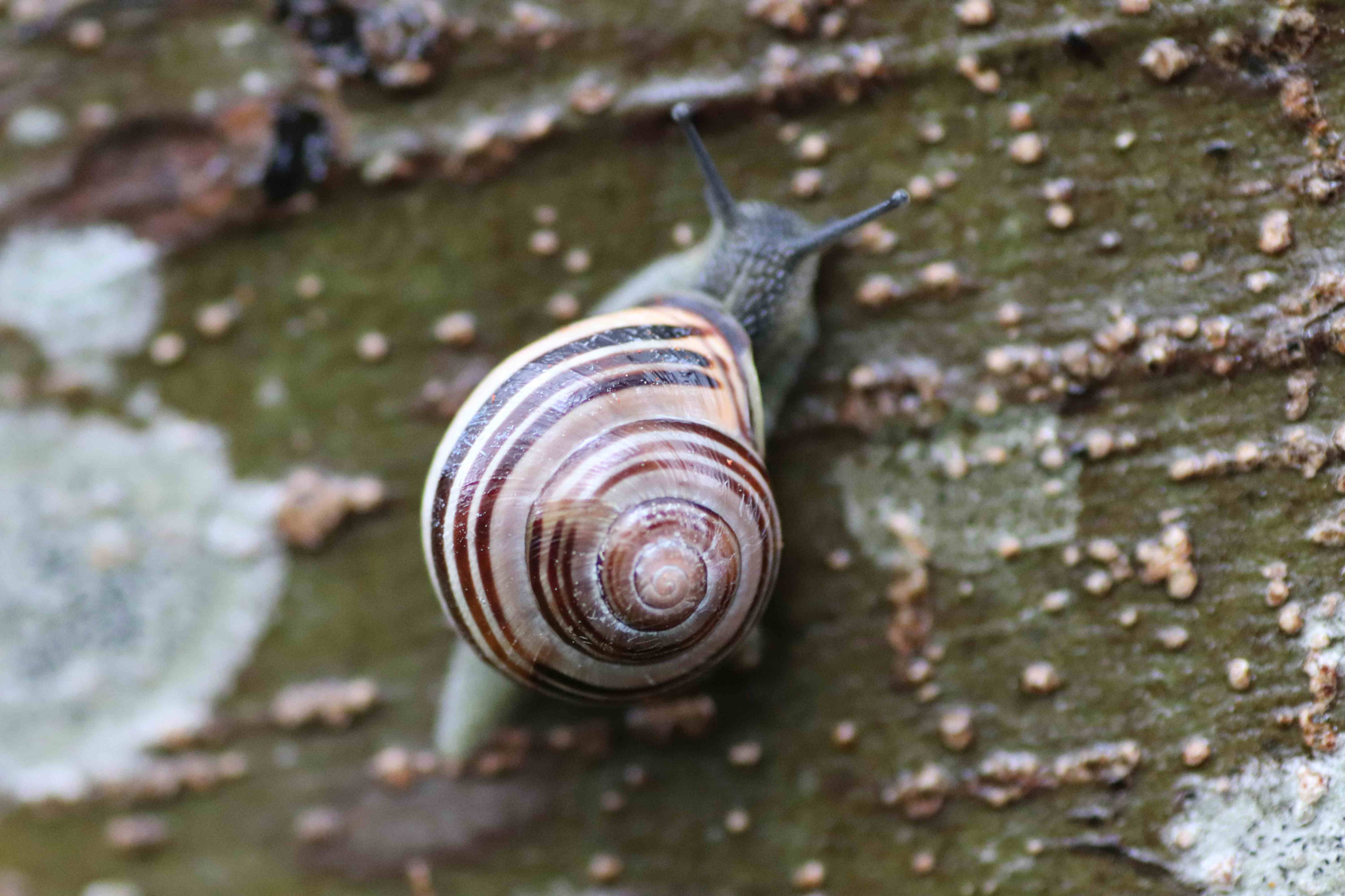 Tamron SP AF 90mm F2.8 Di Macro sample photo. Grovesnail climbing tree photography