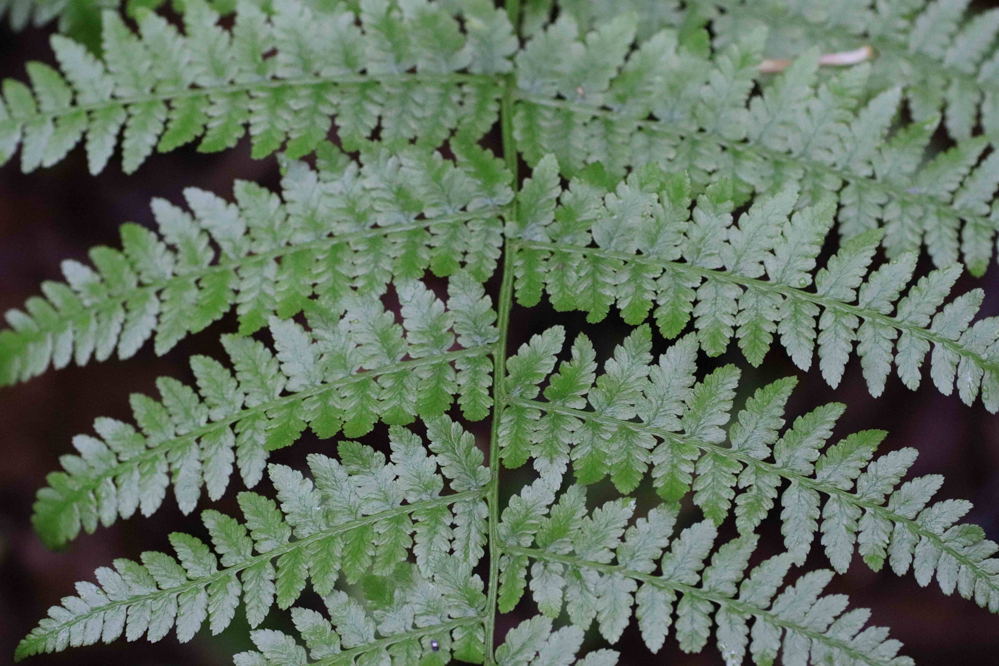 Canon EOS 200D (EOS Rebel SL2 / EOS Kiss X9) + Tamron SP AF 90mm F2.8 Di Macro sample photo. Lady fern photography