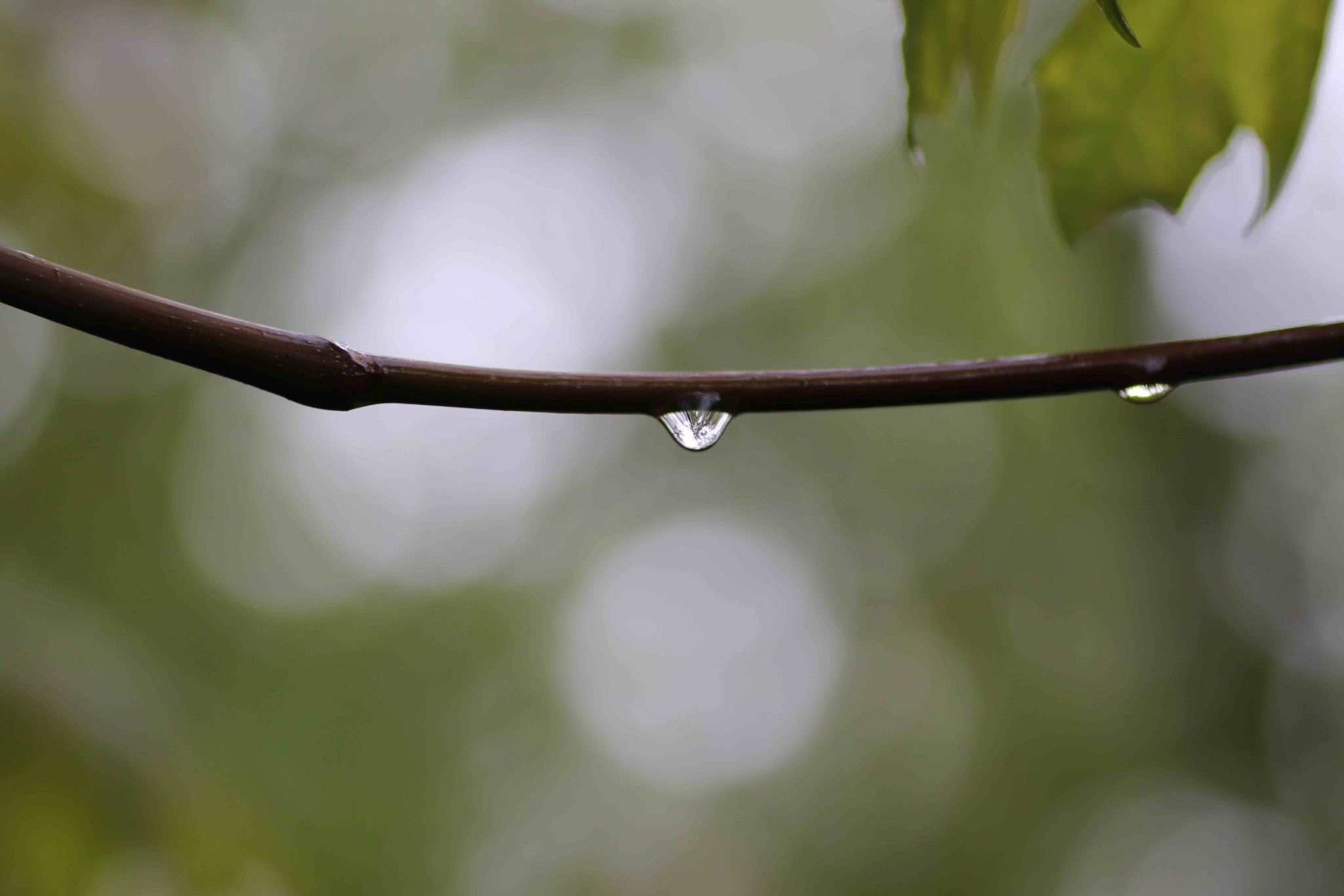 Canon EOS 200D (EOS Rebel SL2 / EOS Kiss X9) sample photo. Hanging water droplet photography