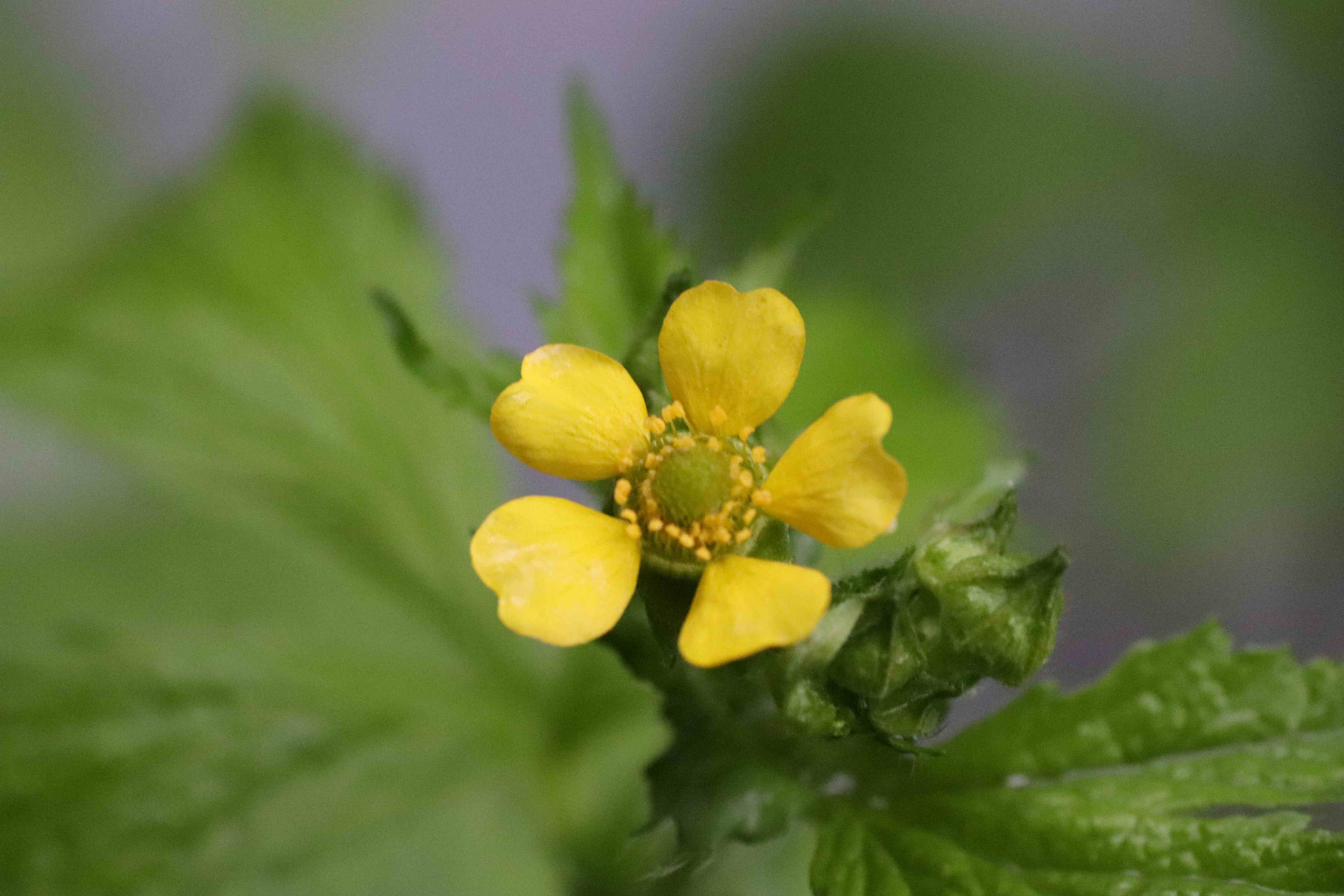 Tamron SP AF 90mm F2.8 Di Macro sample photo. Large leaved avens photography