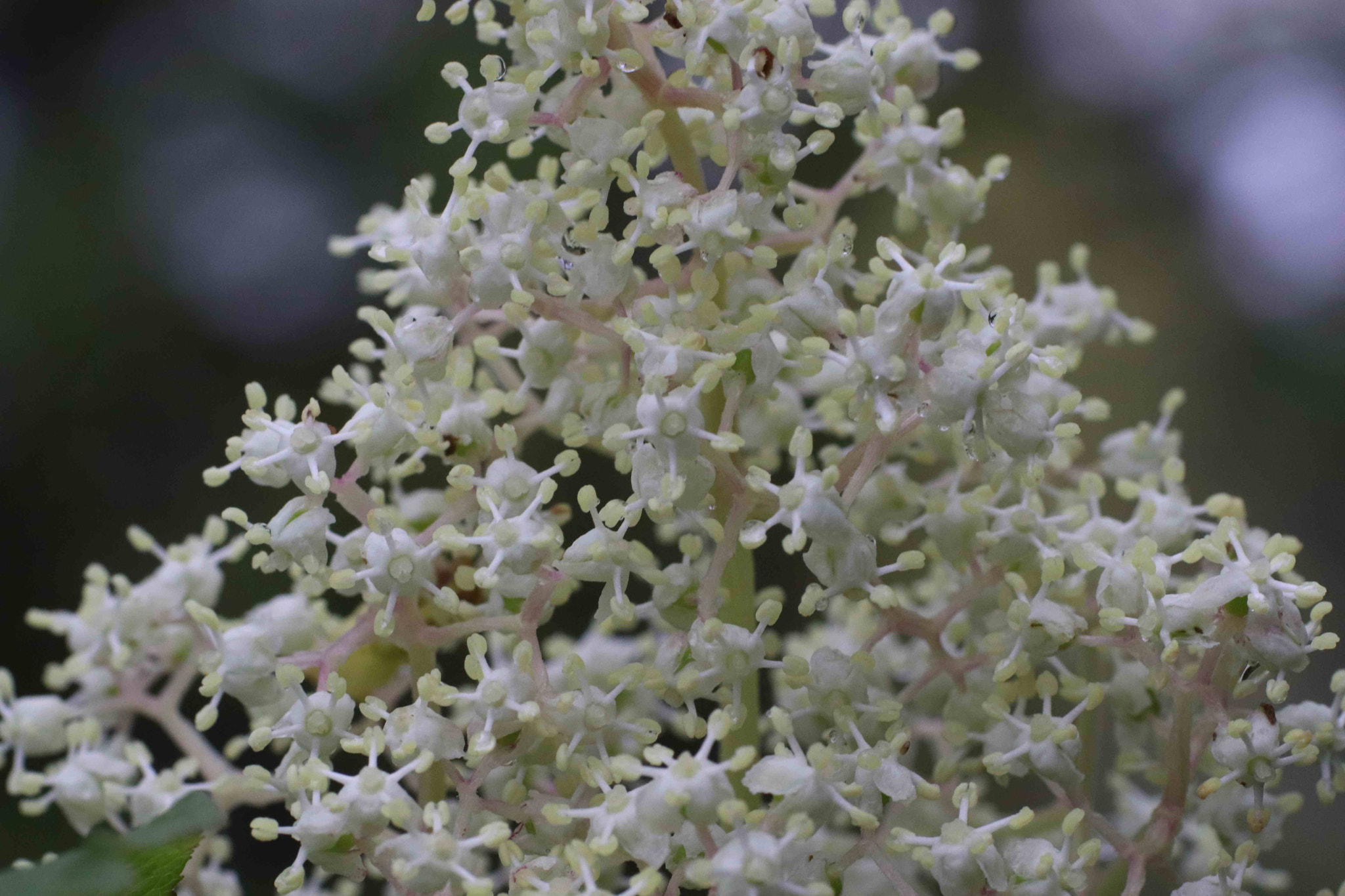 Tamron SP AF 90mm F2.8 Di Macro sample photo. Red elderberry flower photography