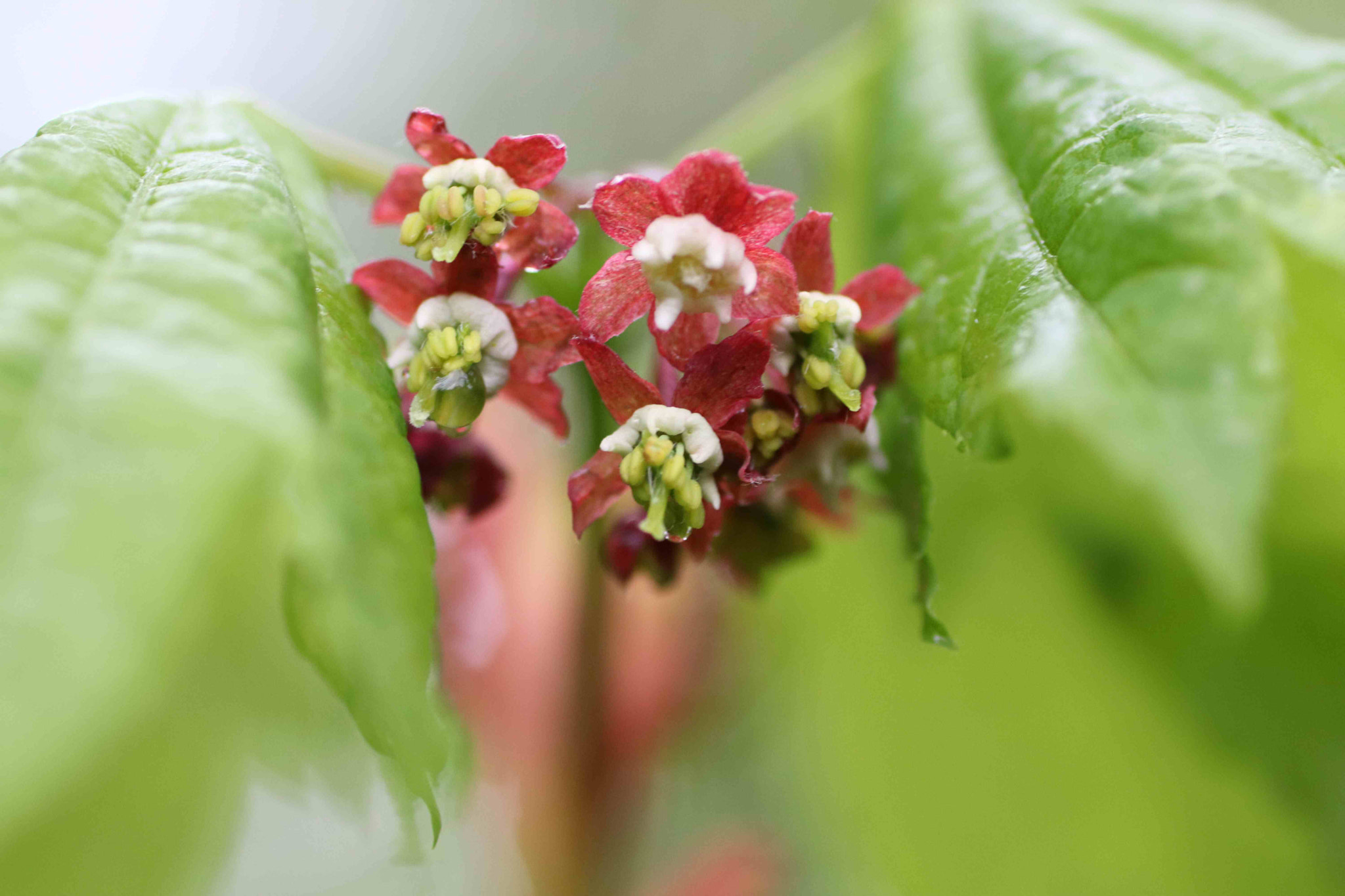 Tamron SP AF 90mm F2.8 Di Macro sample photo. Vine maple flowers close up photography