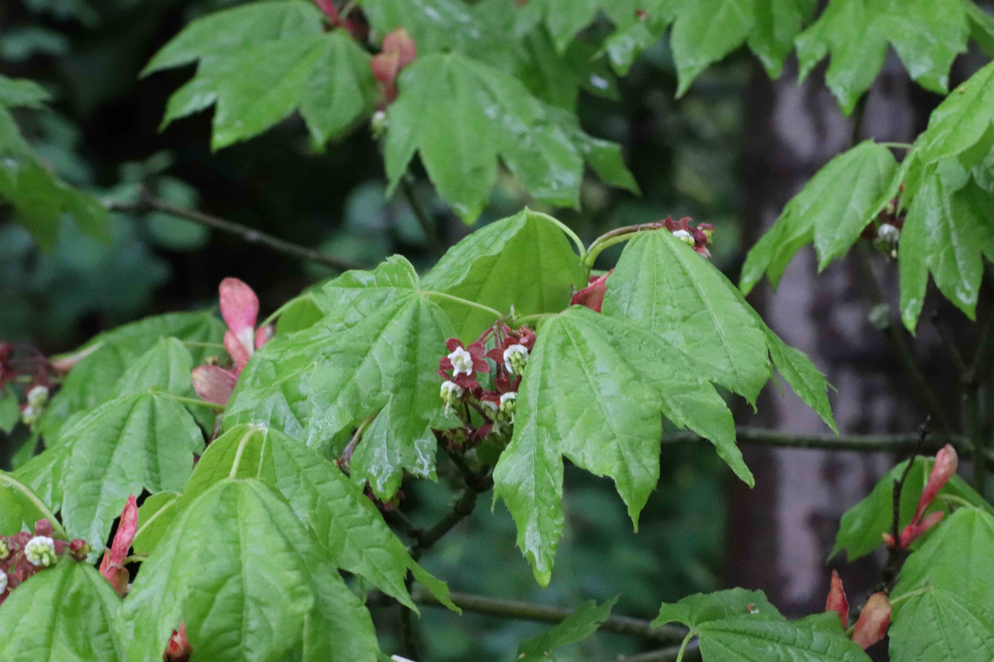 Canon EOS 200D (EOS Rebel SL2 / EOS Kiss X9) sample photo. Vine maple flowers photography