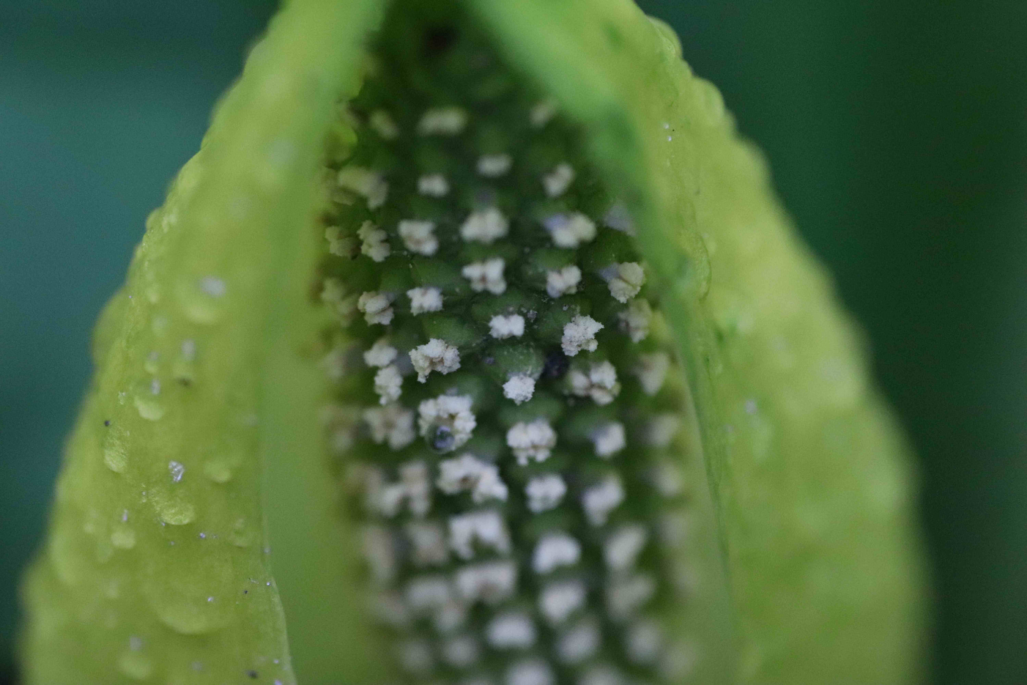 Canon EOS 200D (EOS Rebel SL2 / EOS Kiss X9) + Tamron SP AF 90mm F2.8 Di Macro sample photo. Skunk cabbage flower photography