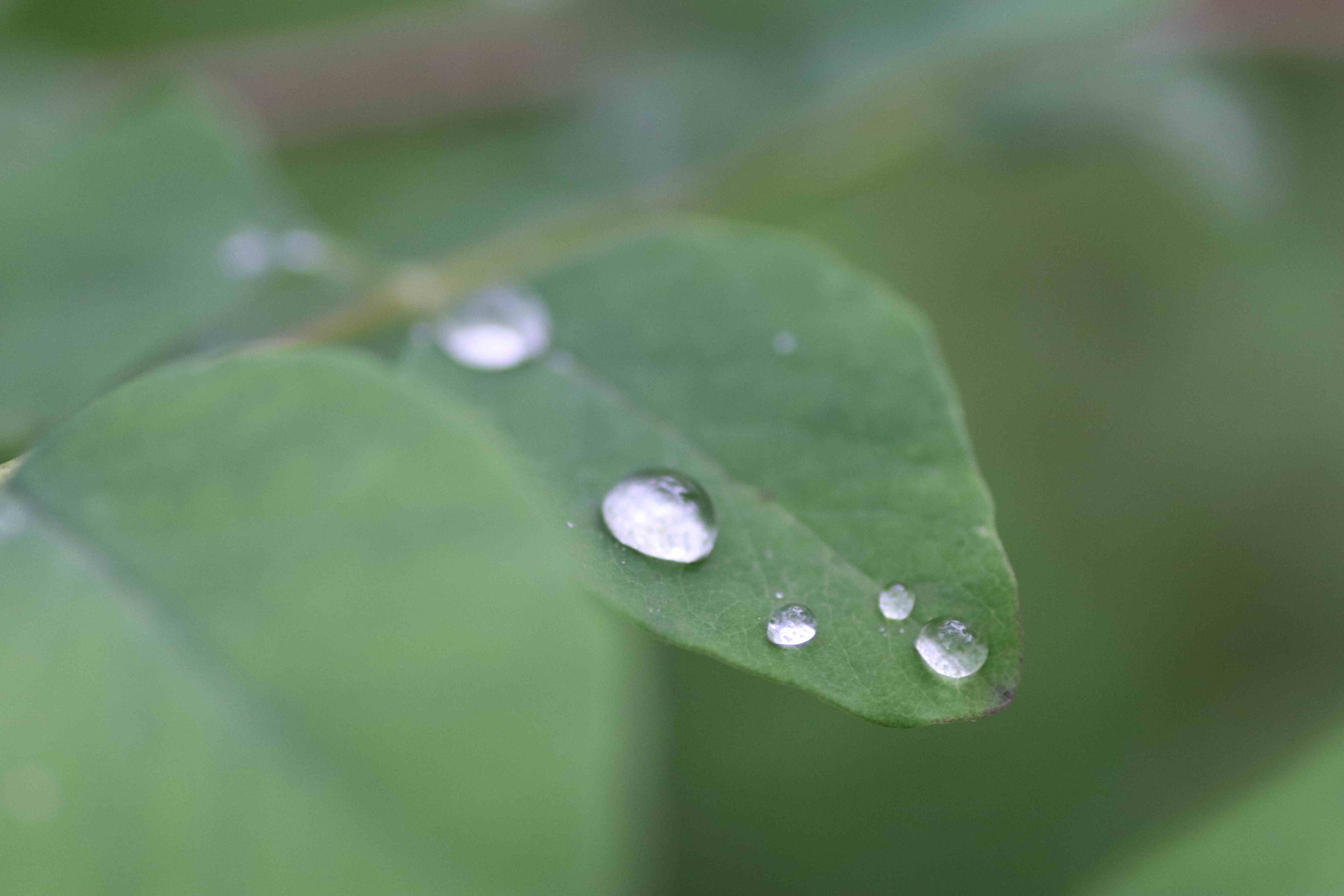 Canon EOS 200D (EOS Rebel SL2 / EOS Kiss X9) + Tamron SP AF 90mm F2.8 Di Macro sample photo. Snowberry water droplet photography