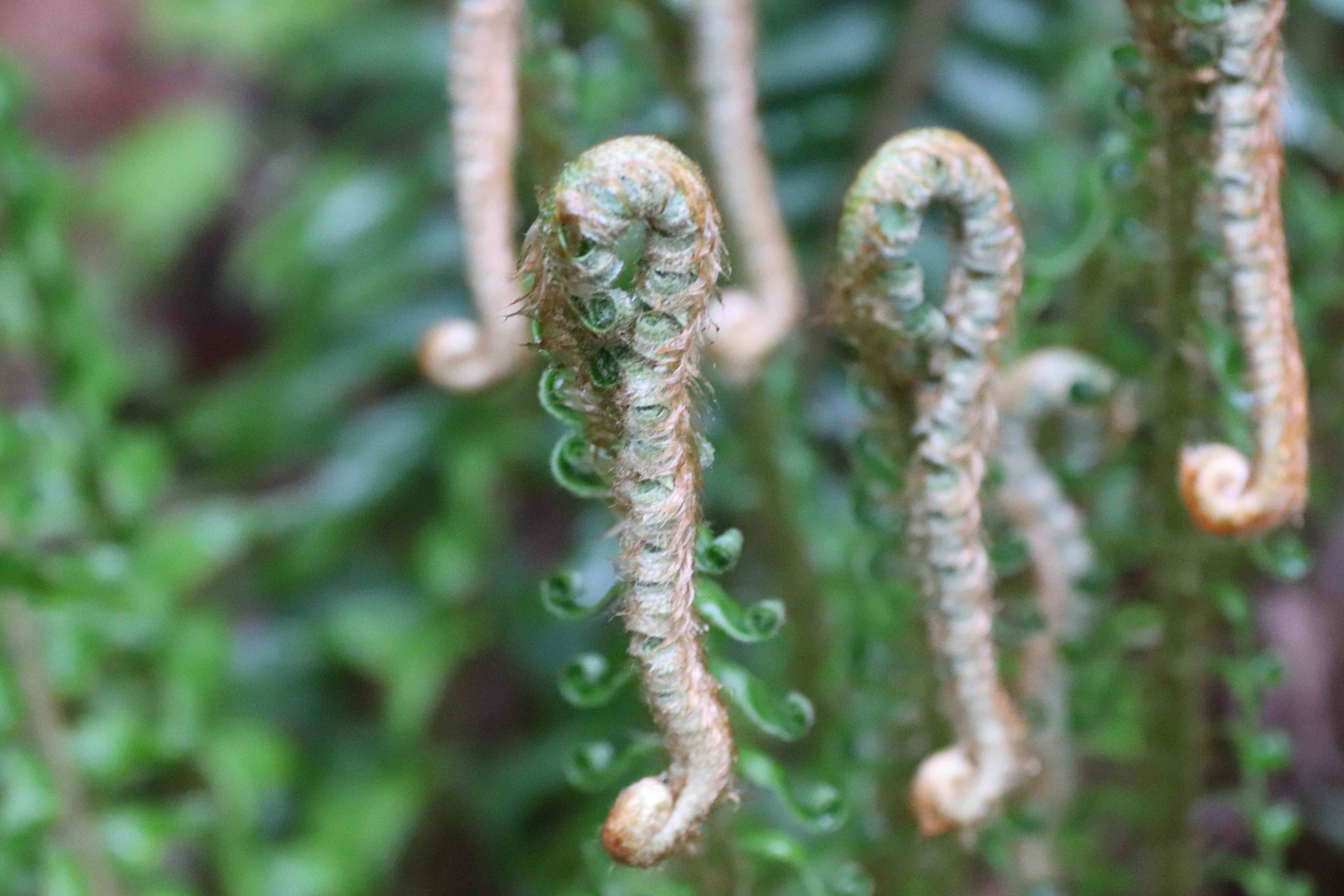 Canon EOS 200D (EOS Rebel SL2 / EOS Kiss X9) + Tamron SP AF 90mm F2.8 Di Macro sample photo. Sword fern sea horse photography