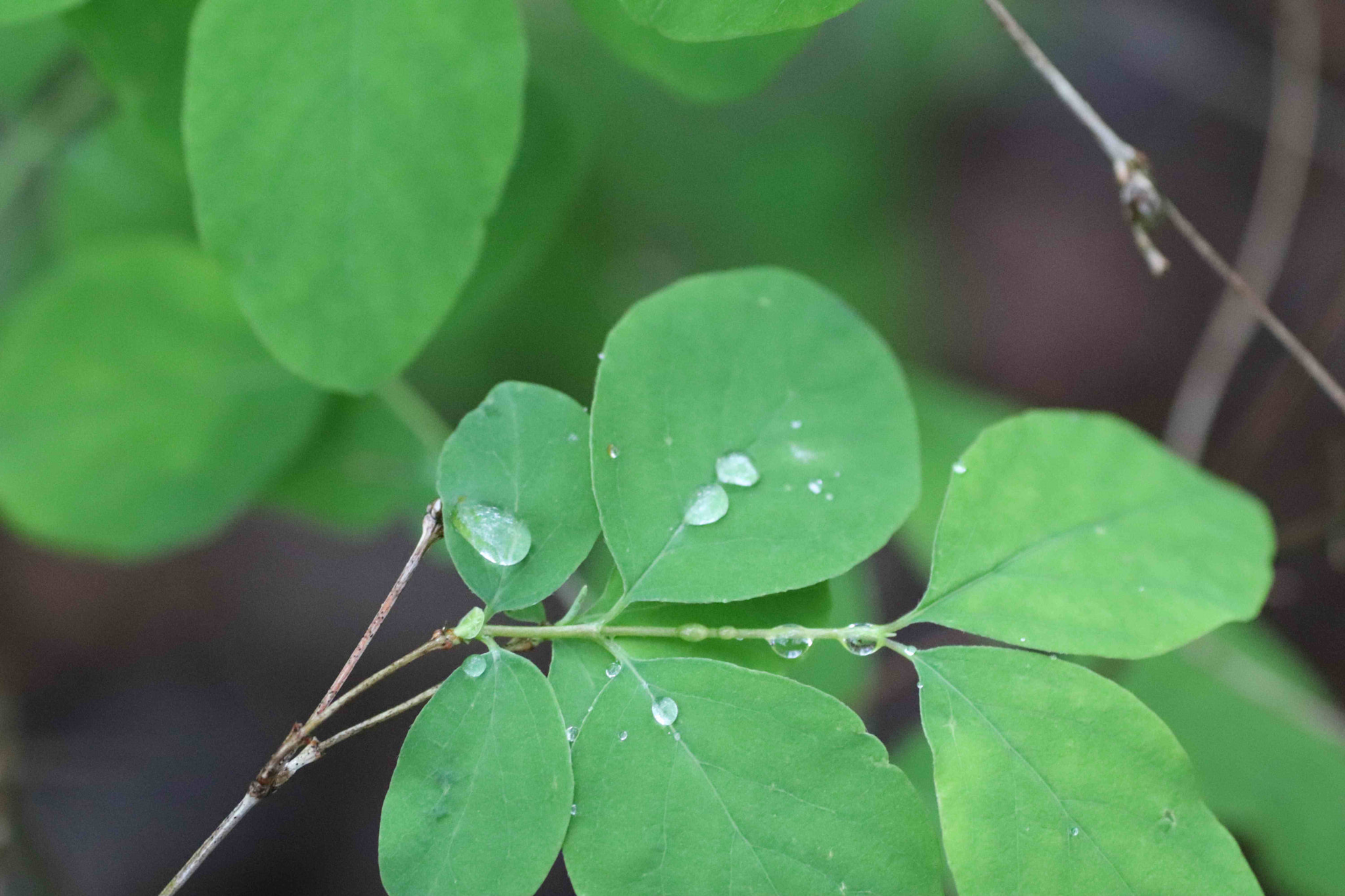 Canon EOS 200D (EOS Rebel SL2 / EOS Kiss X9) sample photo. Water drops on snowberry photography