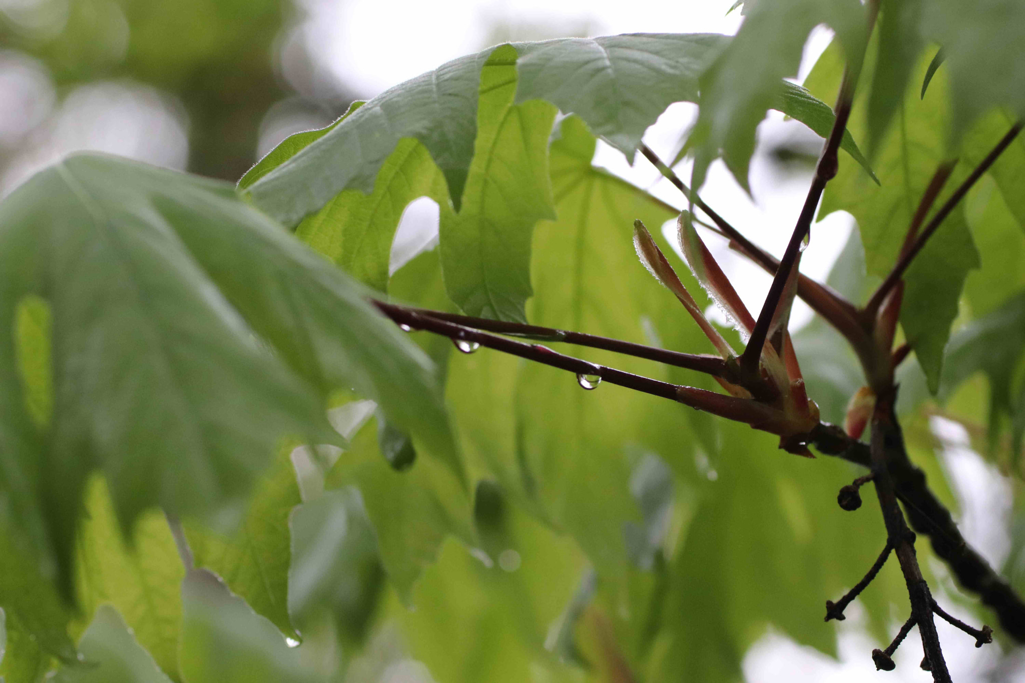 Canon EOS 200D (EOS Rebel SL2 / EOS Kiss X9) sample photo. Water droplets hanging on vine maple photography