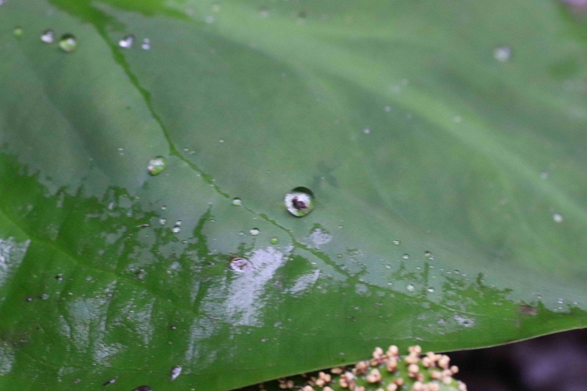 Canon EOS 200D (EOS Rebel SL2 / EOS Kiss X9) + Tamron SP AF 90mm F2.8 Di Macro sample photo. Water droplet on skunk cabbage photography